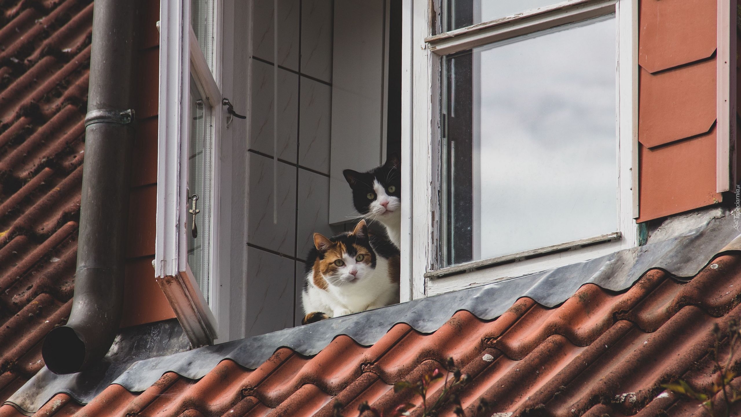Koty, Okno, Dachówka, Rynna