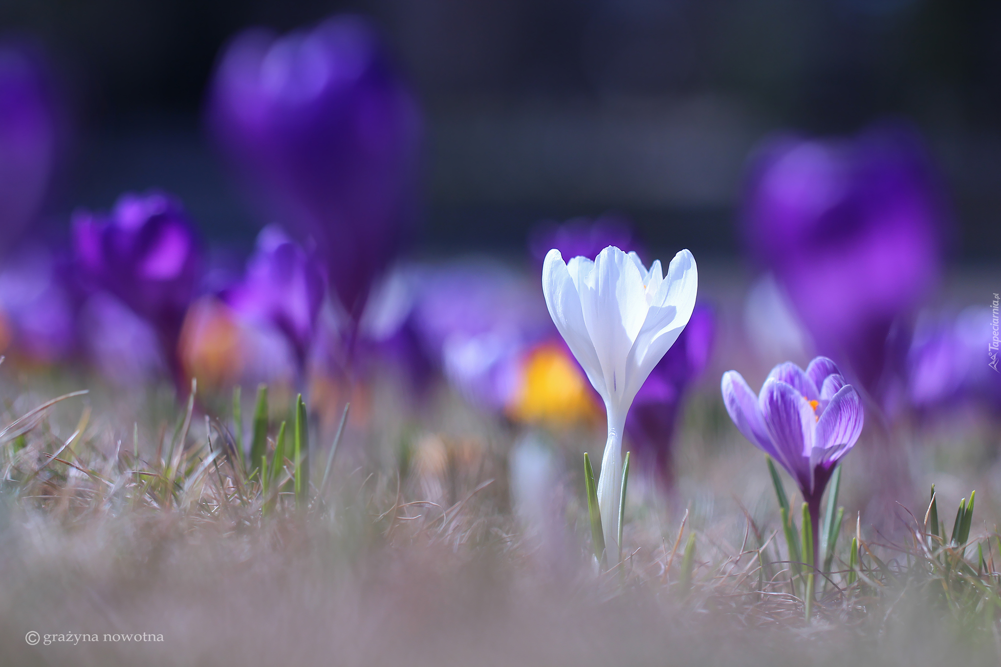 Biały, Fioletowy, Krokus, Kwiaty