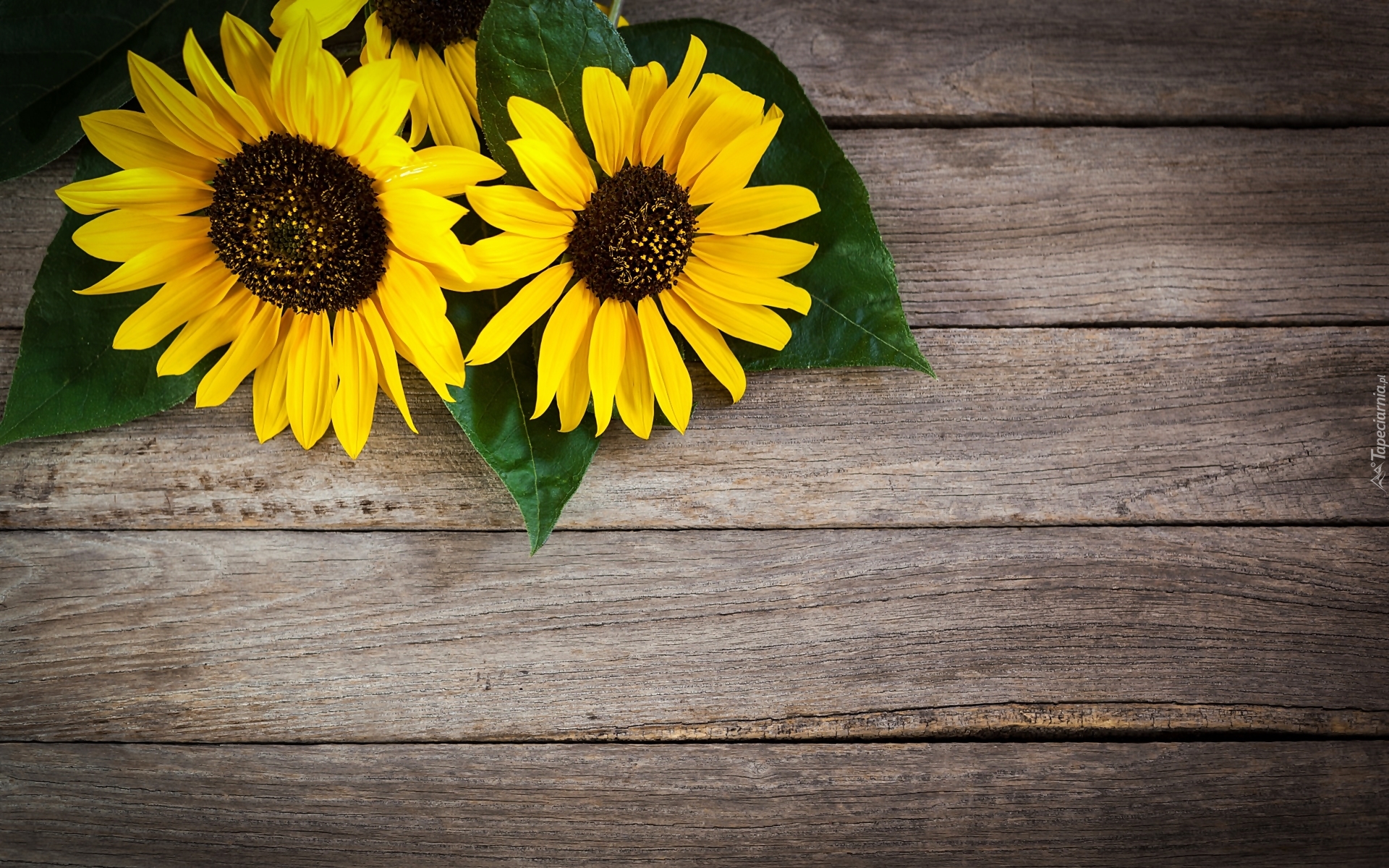 Rudbekia, Liście