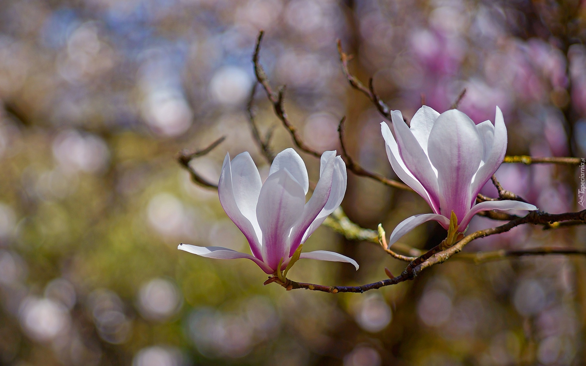 Gałęzie, Bladoróżowe, Dwa, Kwiaty, Magnolia