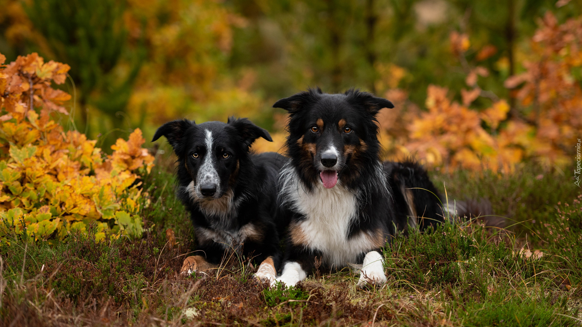 Dwa, Leżące, Psy, Border collie