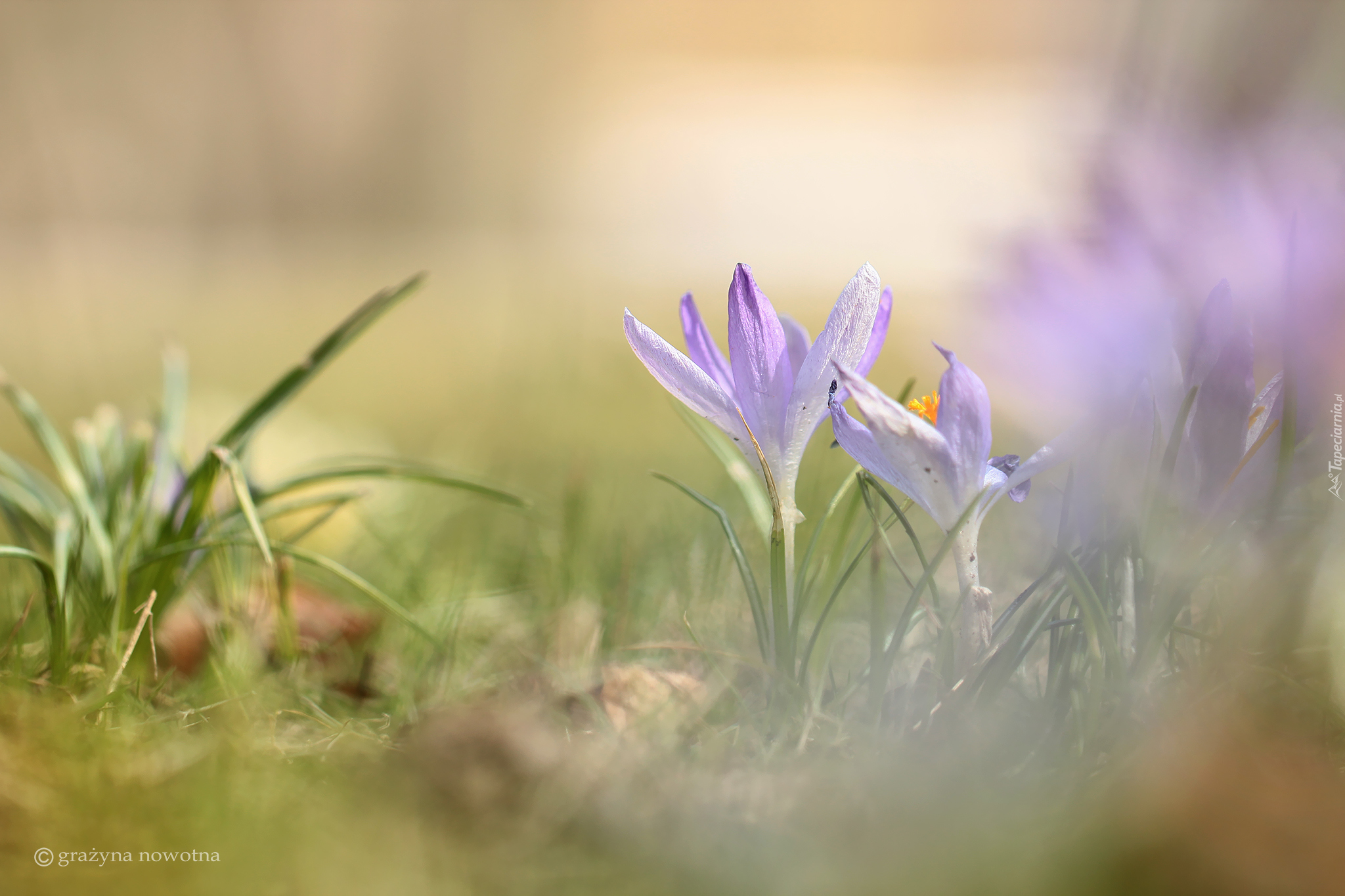 Liliowe, Krokusy, Kwiaty, Zbliżenie