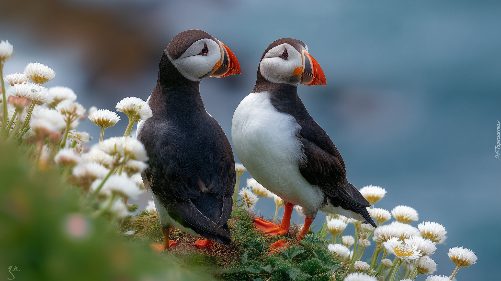 Maskonury, Dwa, Ptaki, Białe, Kwiaty, Grafika AI