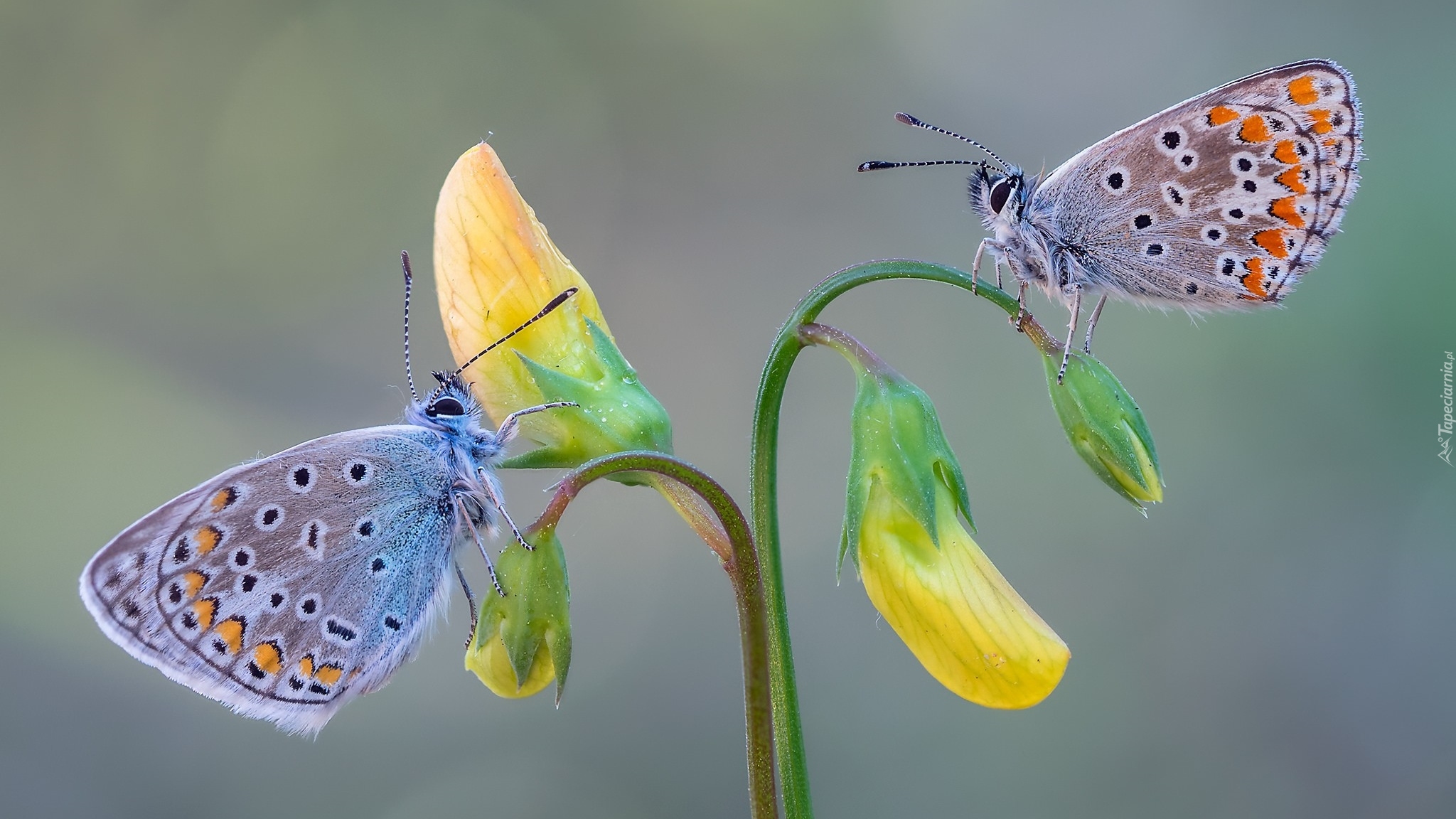 Dwa, Motyle, Modraszki ikary, Żółte, Kwiaty