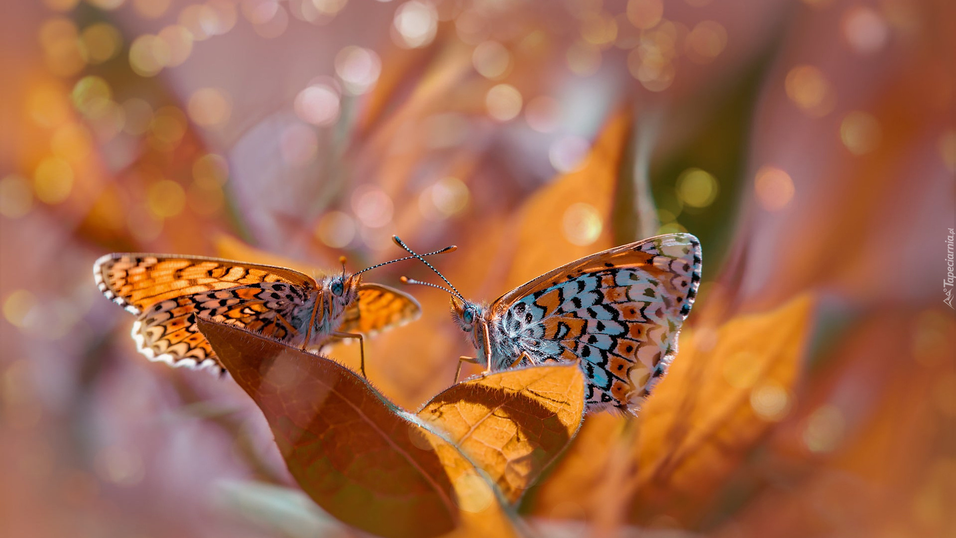 Dwa, Motyle, Przeplatka didyma, Liście, Bokeh, Rozmyte, Tło