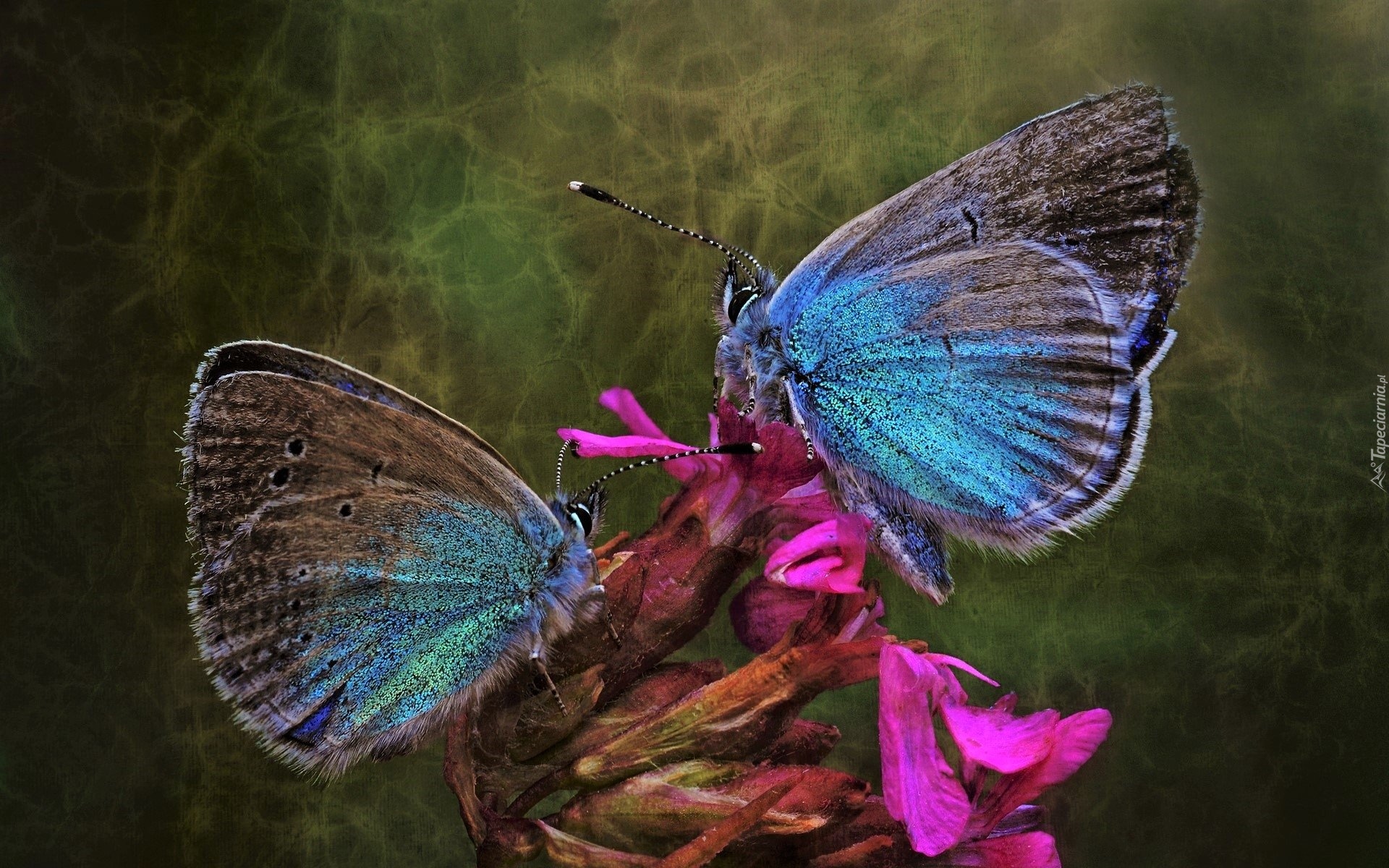 Dwa, Niebieskie, Motyle, Modraszki, Kwiat