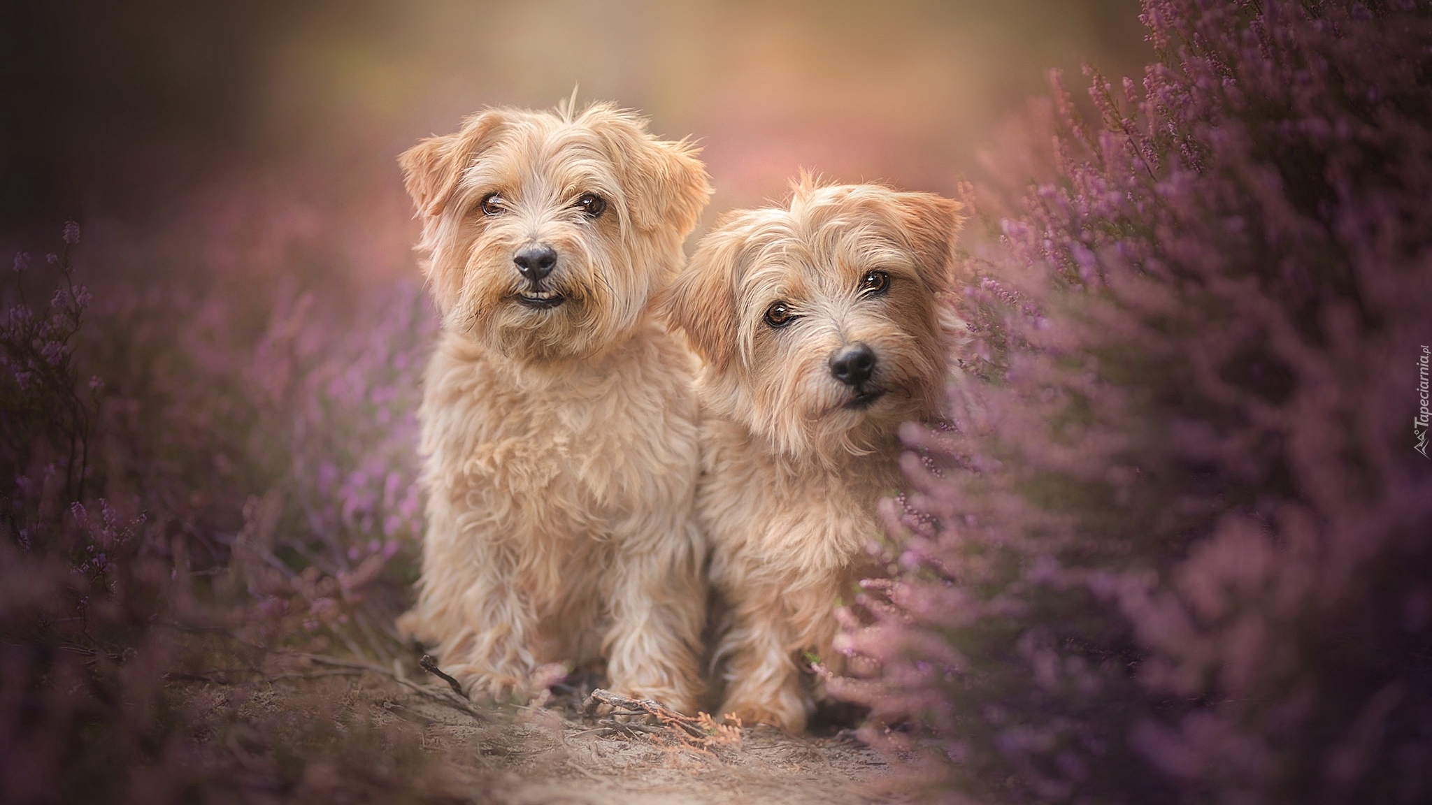 Dwa, Psy, Norfolk terrier, Wrzos