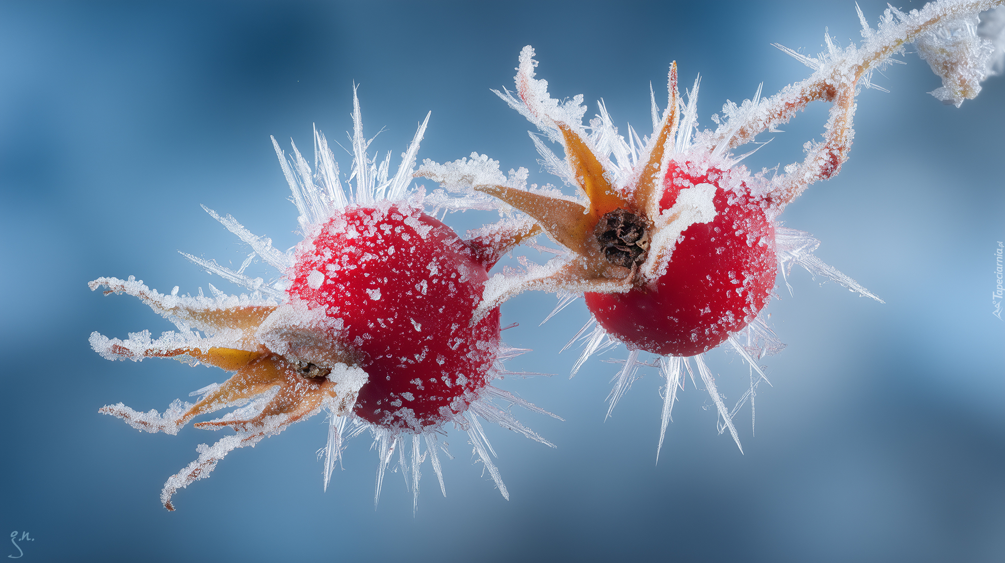Zmarznięte, Owoce, Dzika róża, Grafika AI