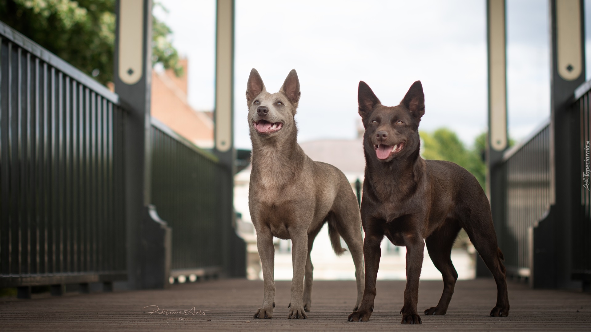 Psy, Owczarek australijski kelpie, Kładka