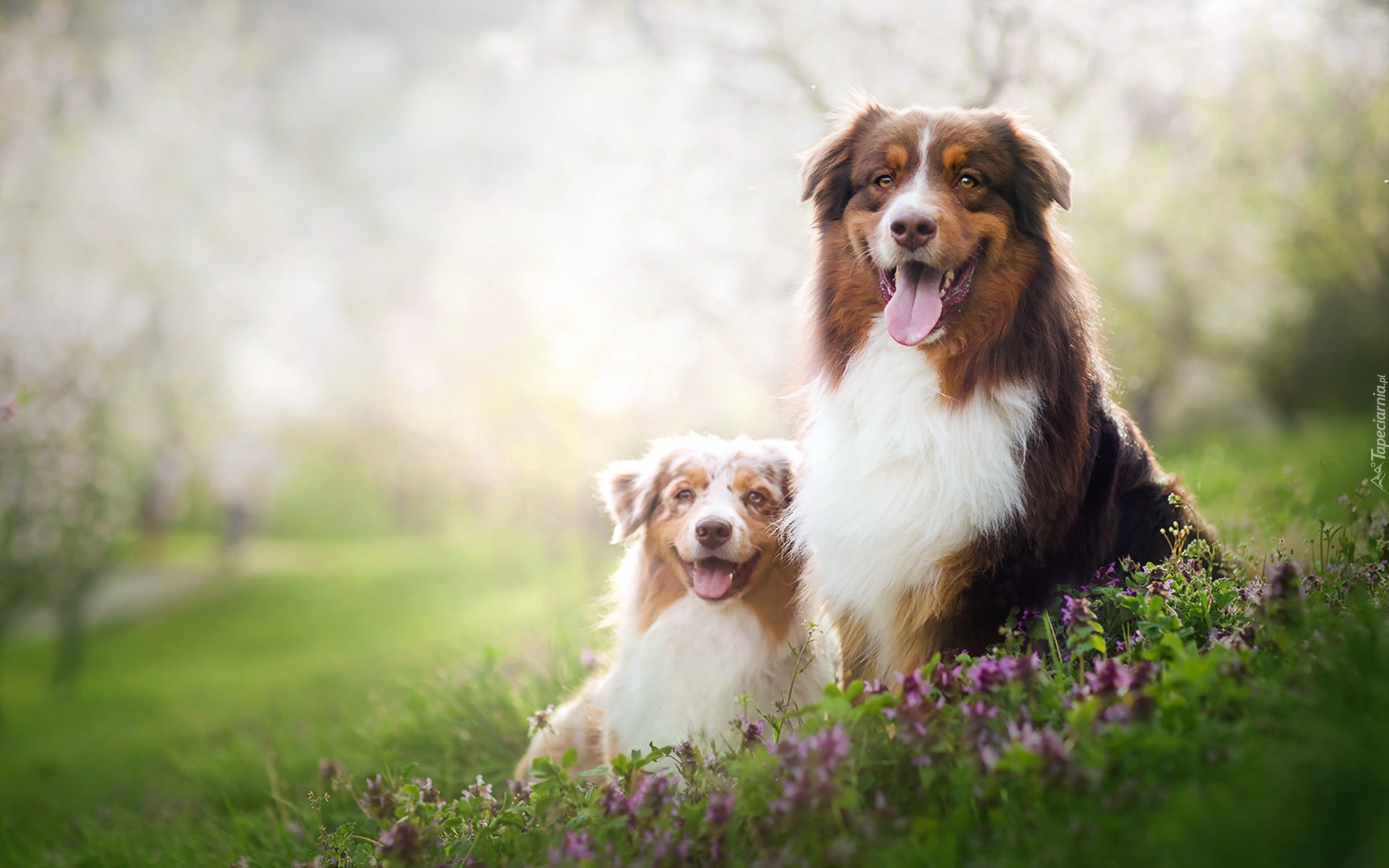 Owczarki australijskie, Australian Shepherd, Łąka, Kwiaty