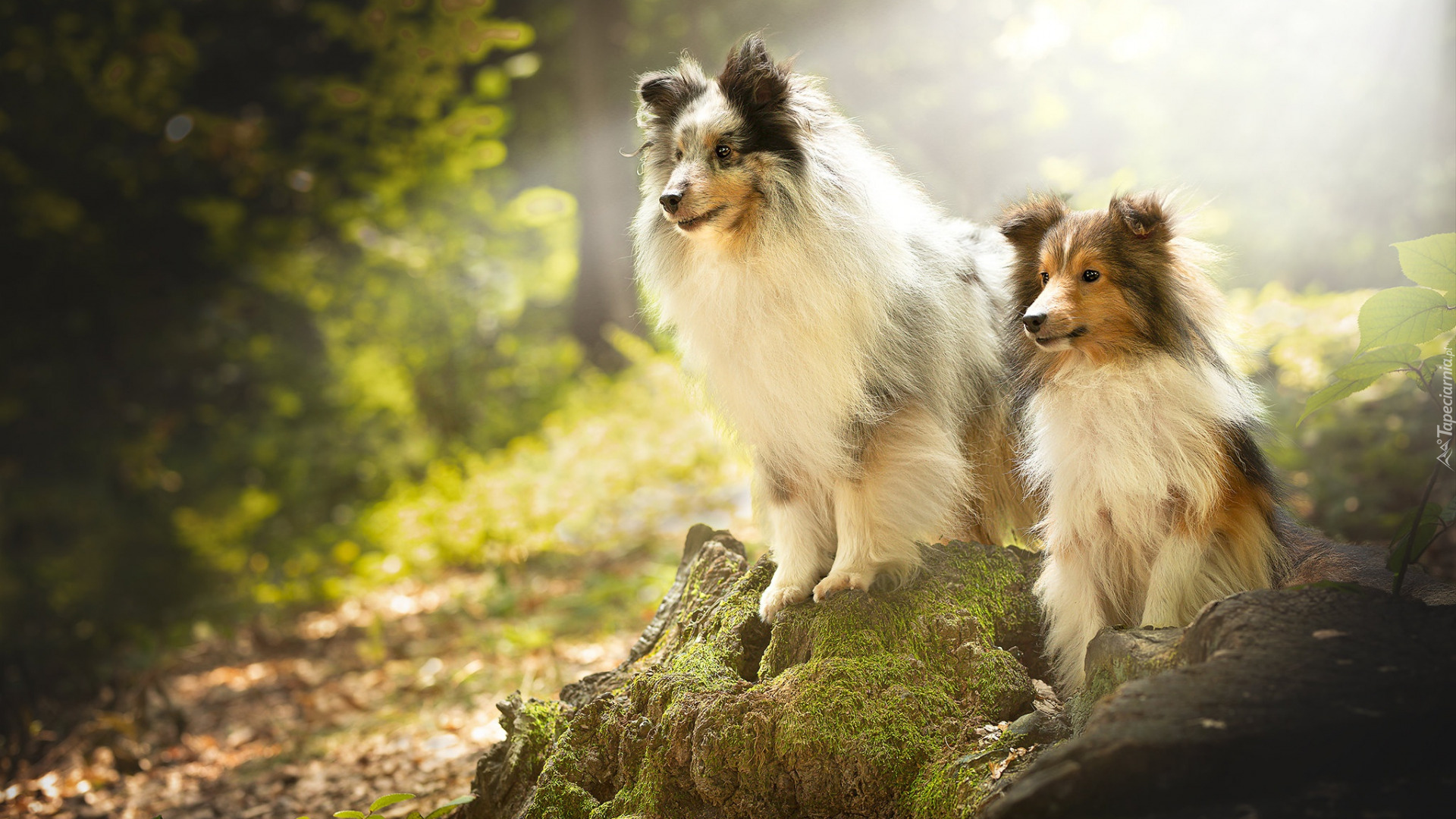 Dwa, Psy, Owczarki szetlandzkie, Sheltie