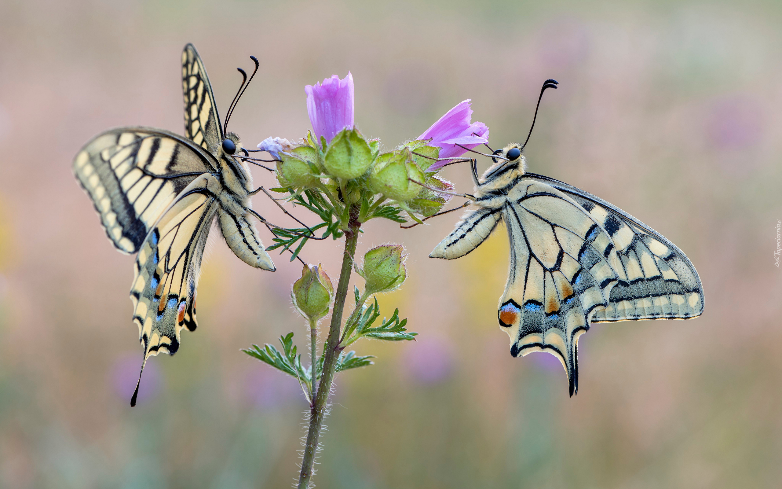 Dwa, Motyle, Pazie królowej, Kwiat, Pąki