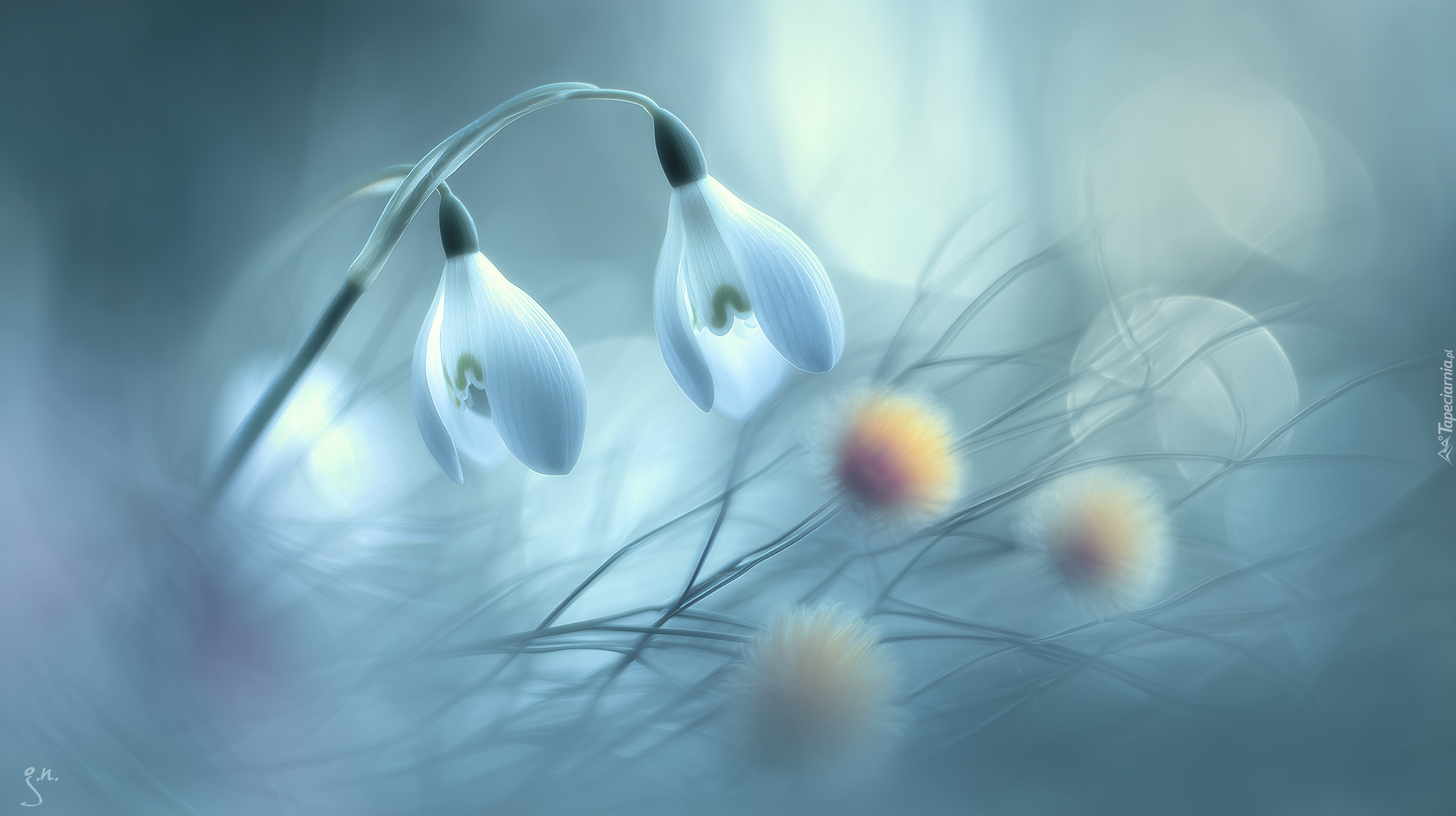 Dwa, Przebiśniegi, Kwiaty, Grafika AI