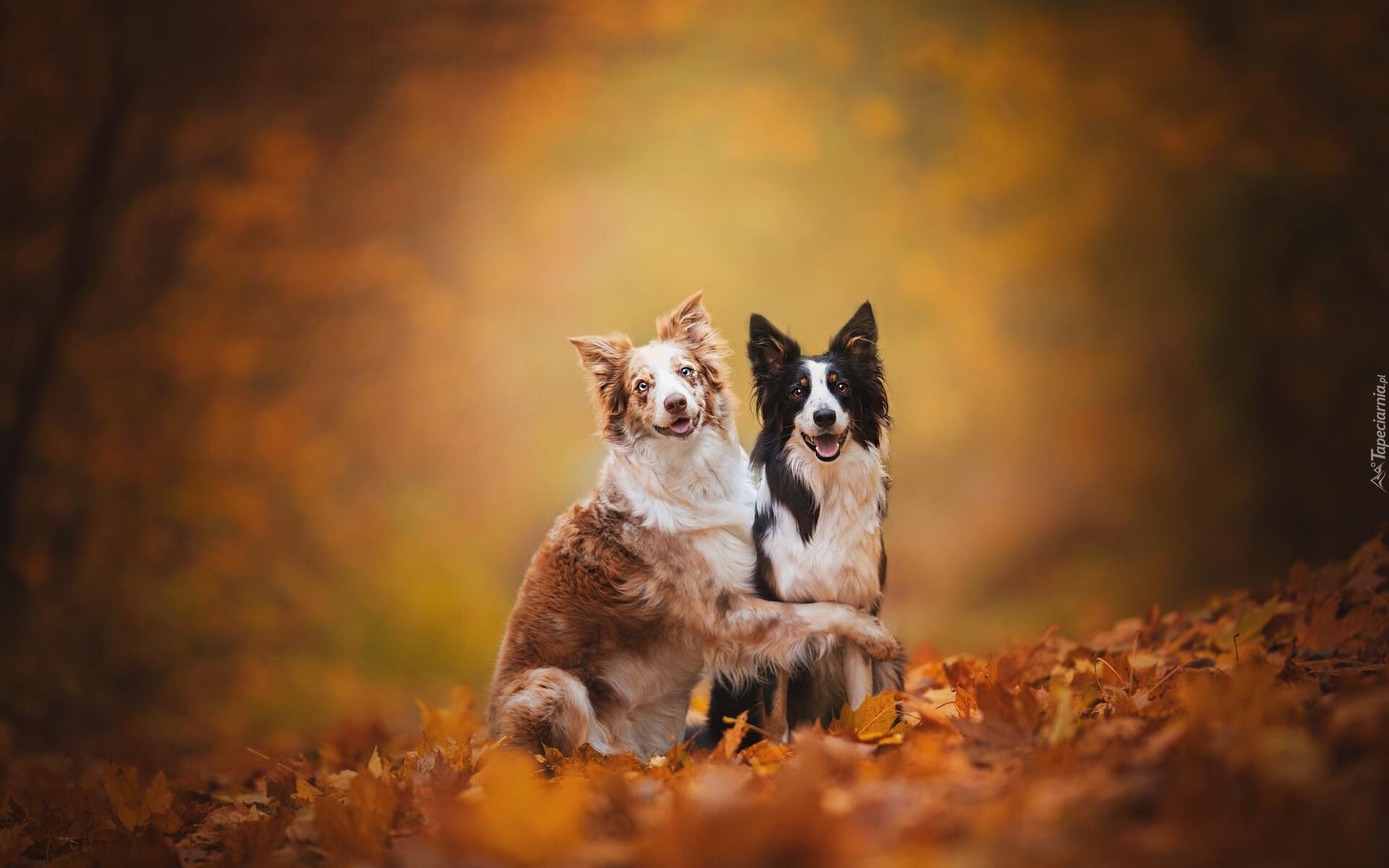 Psy, Dwa, Border collie, Liście