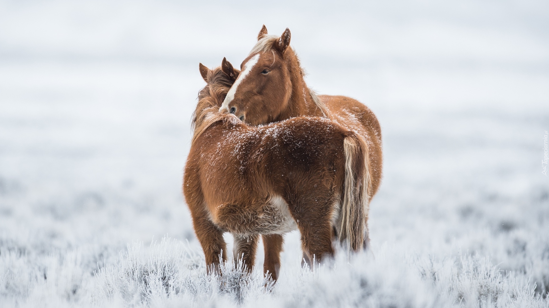 Dwa, Przytulone, Konie, Śnieg