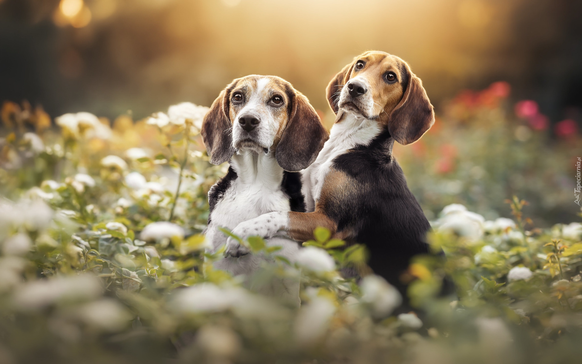 Dwa, Psy, Beagle, Kwiaty