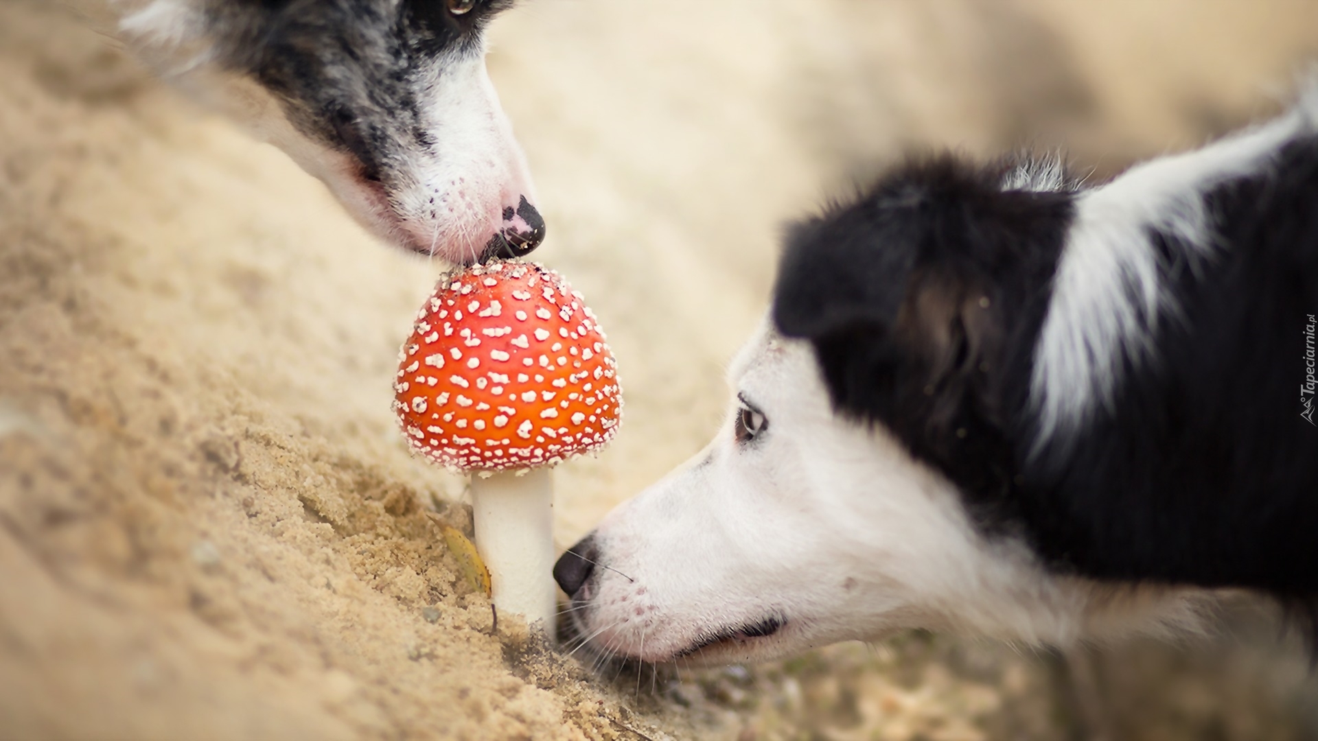 Border Collie, Muchomor