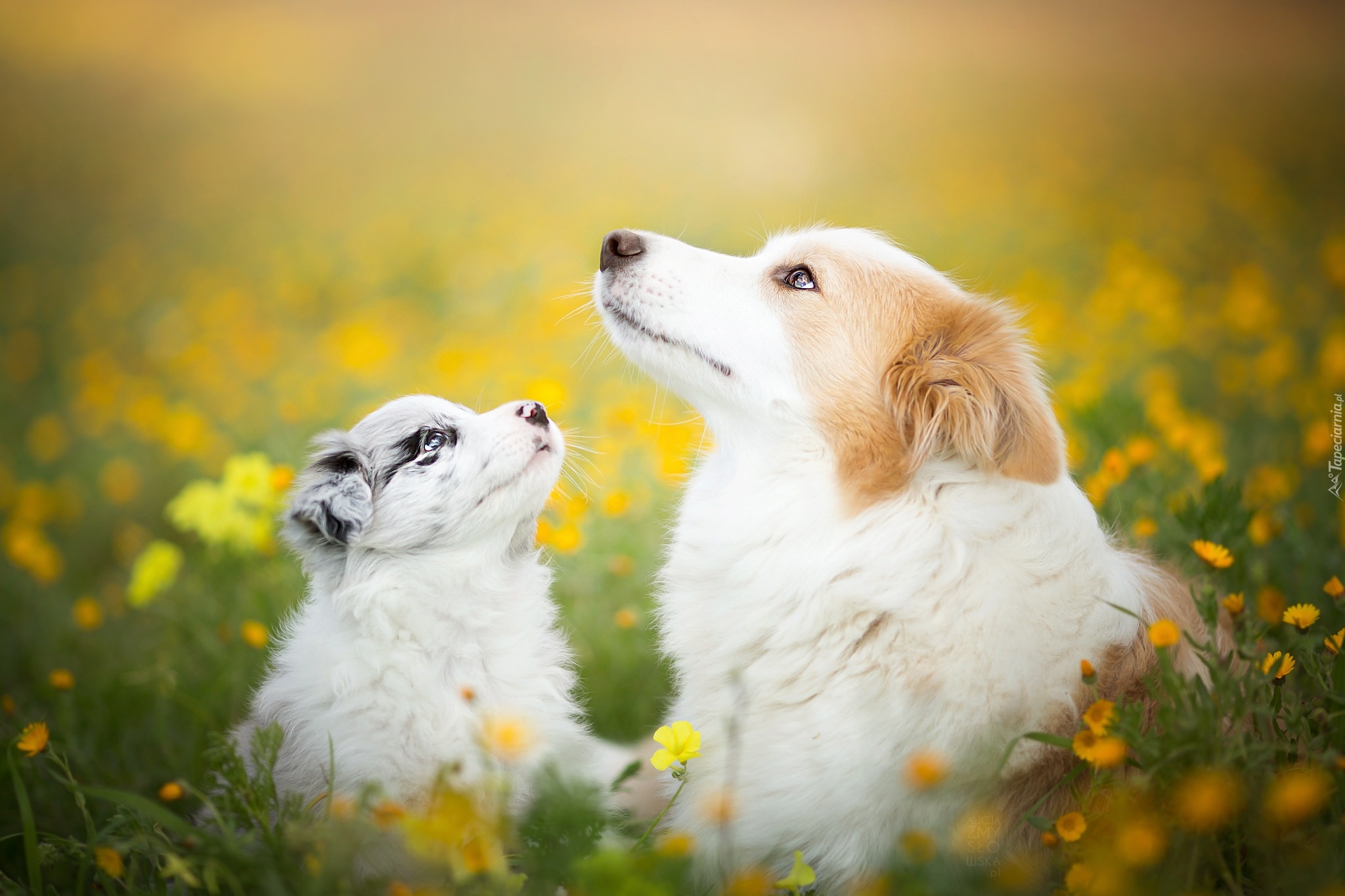 Psy, Border collie, Łąka, Kwiaty