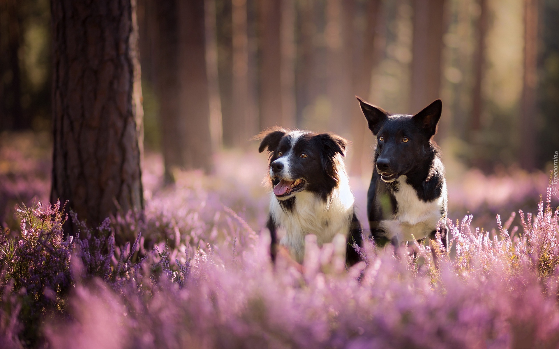 Dwa, Psy, Border collie, Las, Wrzos