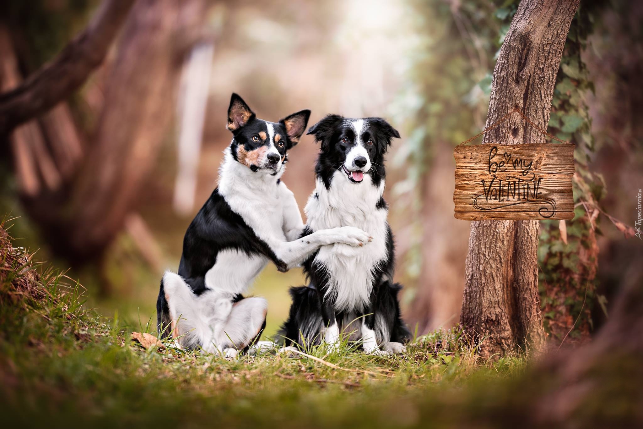 Dwa, Psy, Kundelek, Border collie