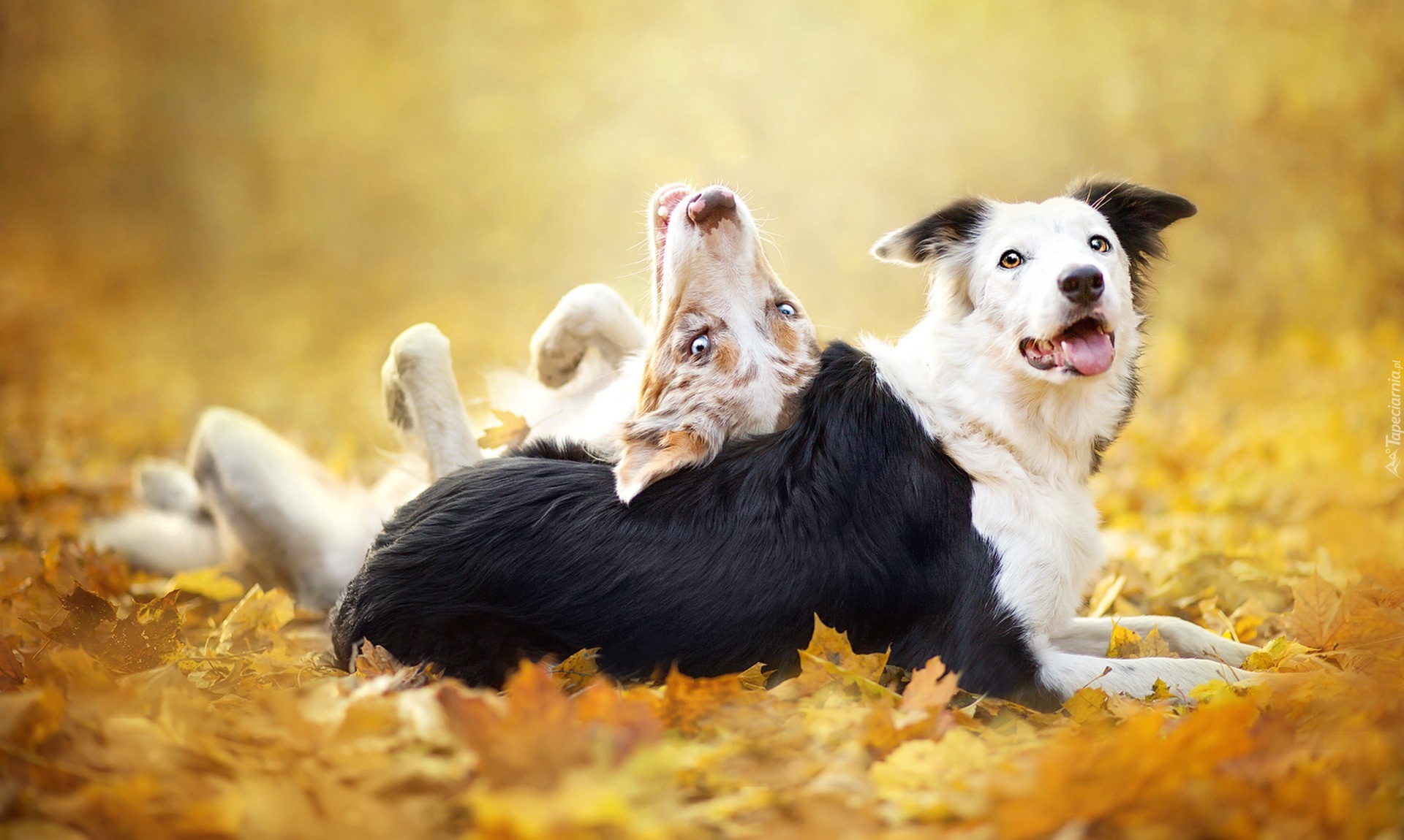 Border collie, Liście Zwierzęta