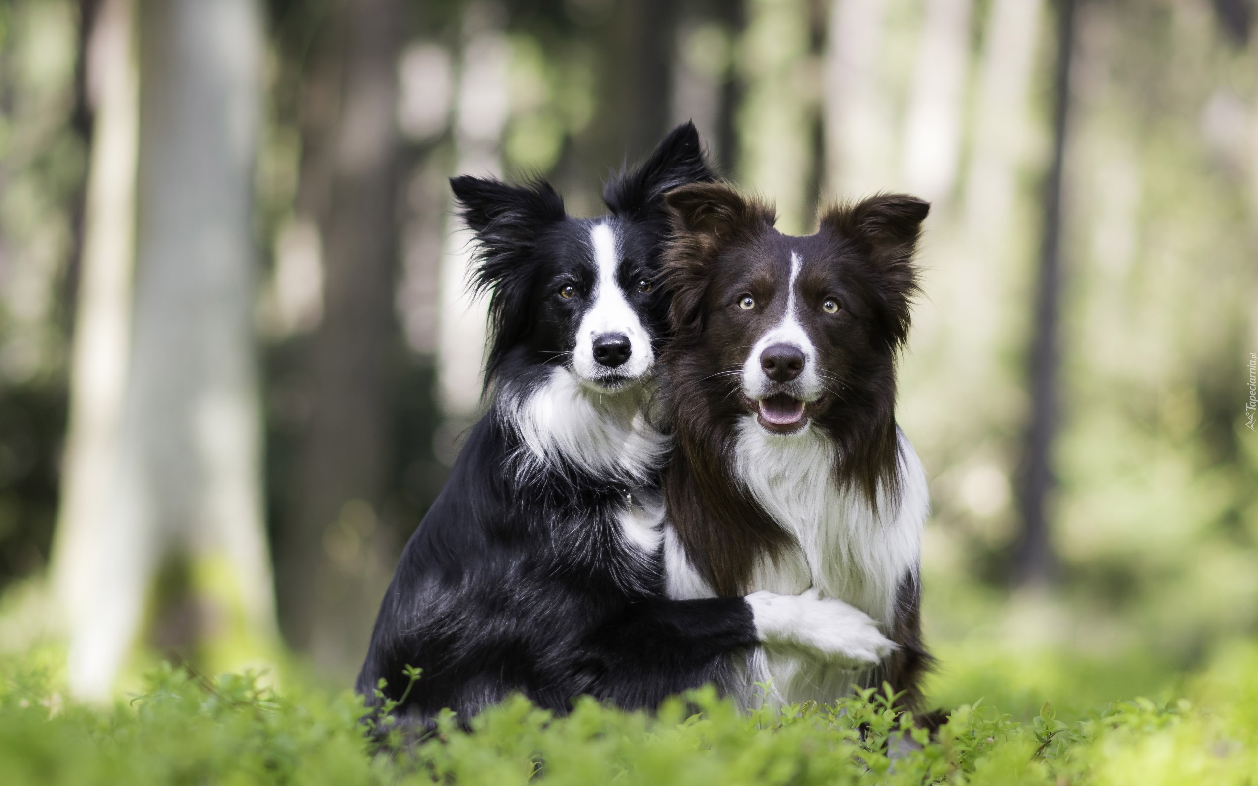 Dwa Psy Rasy Border Collie W Lesie Dwa Psy Rasy Border Collie W Lesie