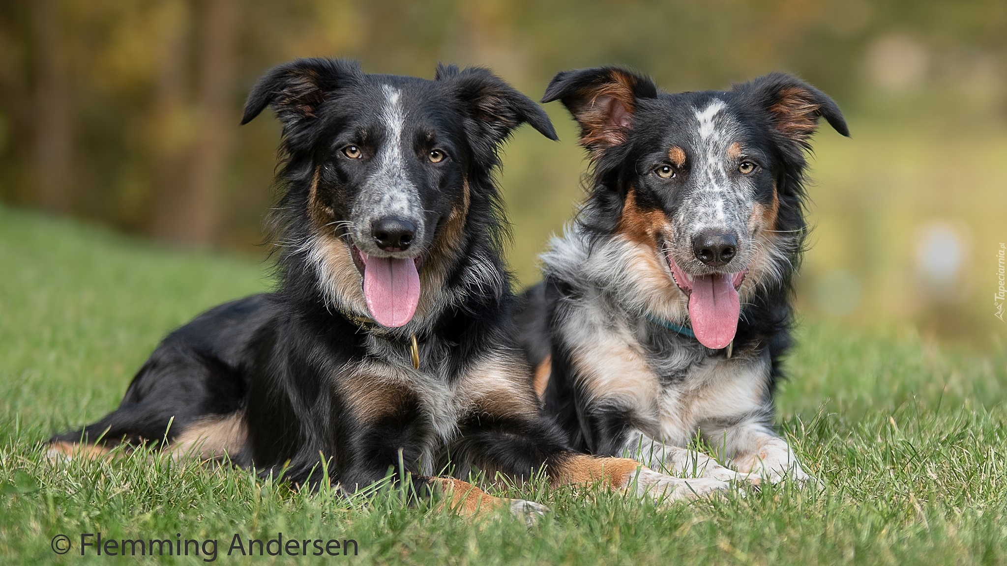 Psy, Border collie, Trawa