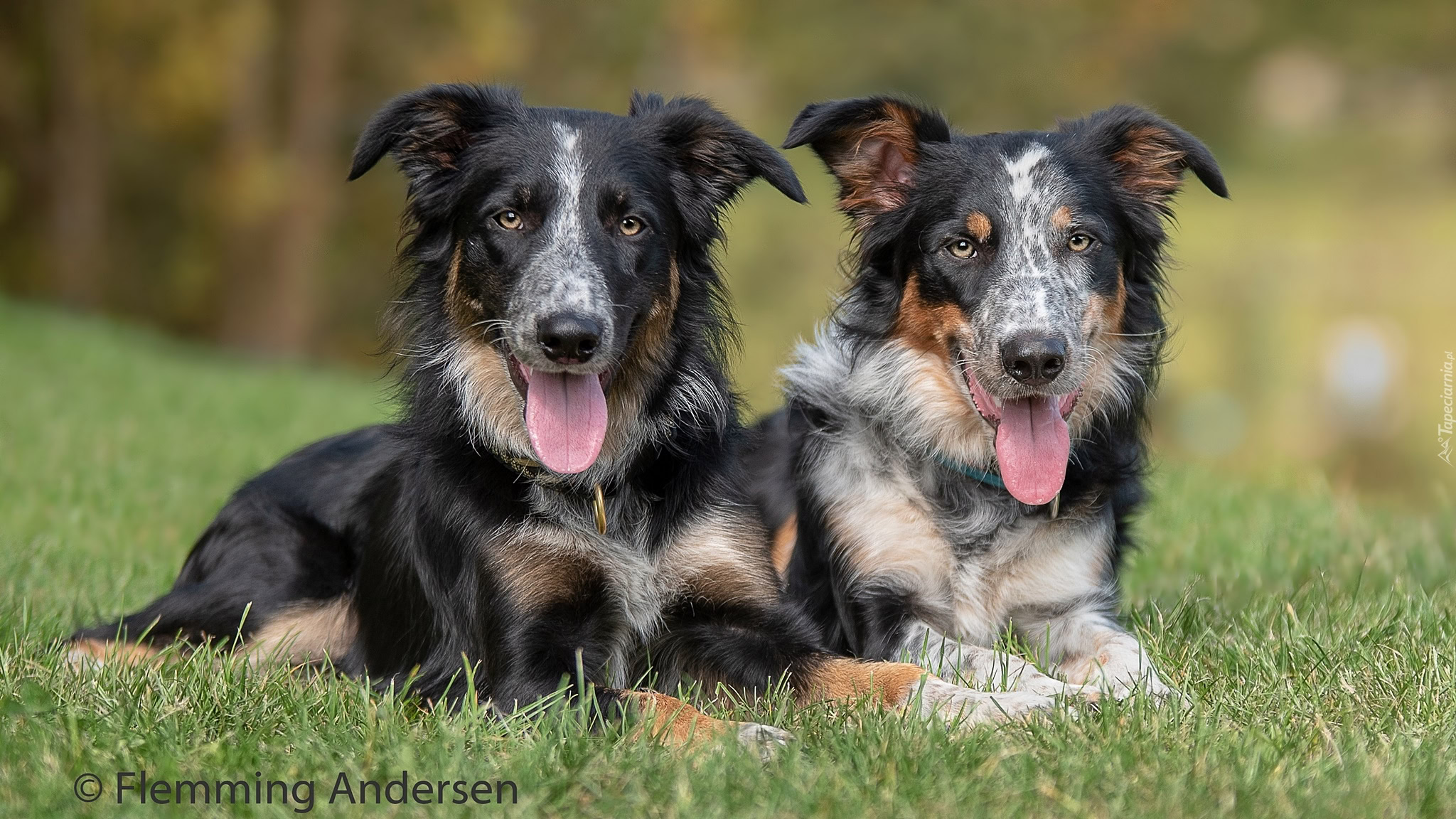 Dwa Psy Rasy Border Collie Dwa Psy Rasy Border Collie