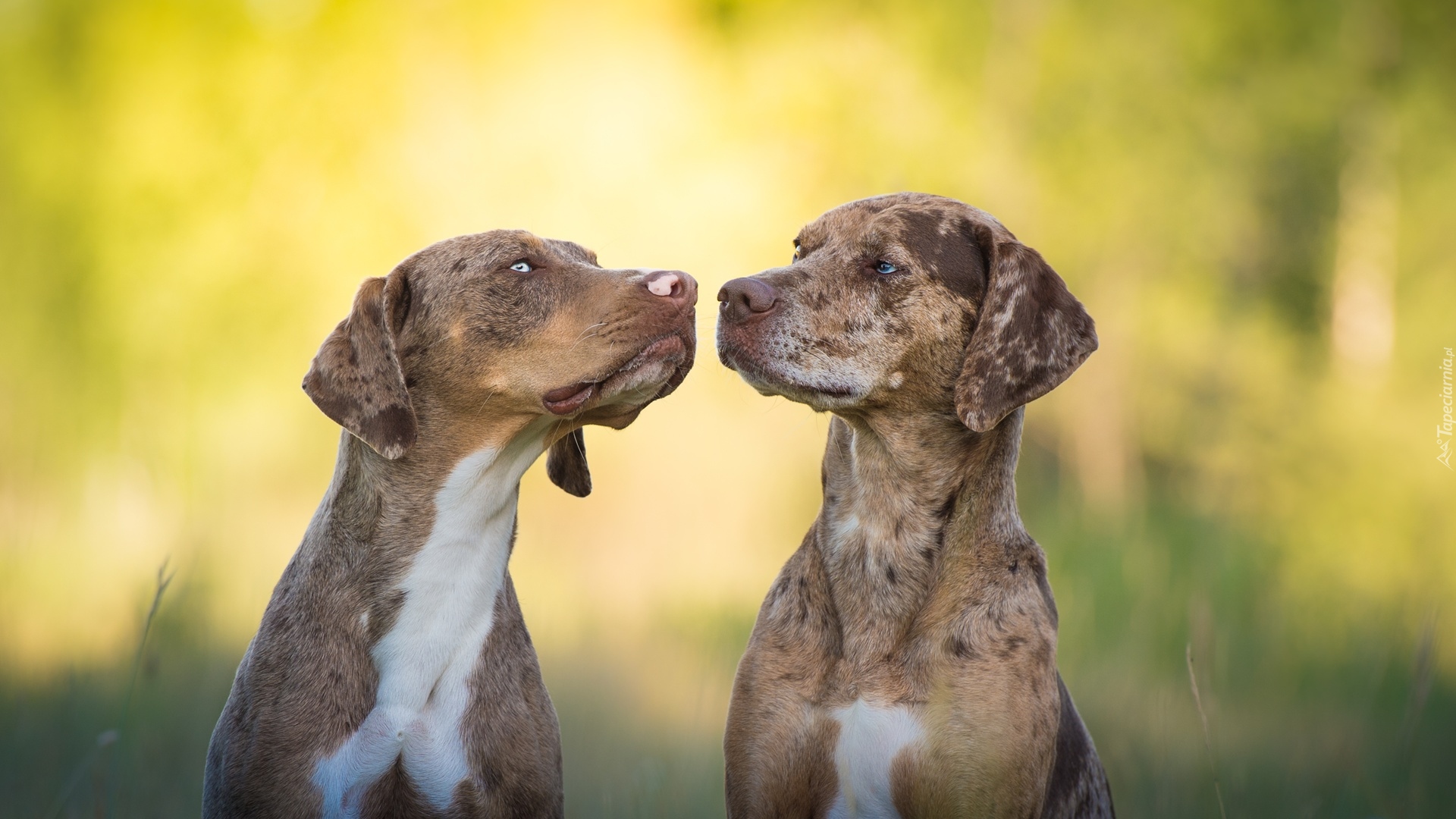 Dwa, Psy, Catahoula leopard dog