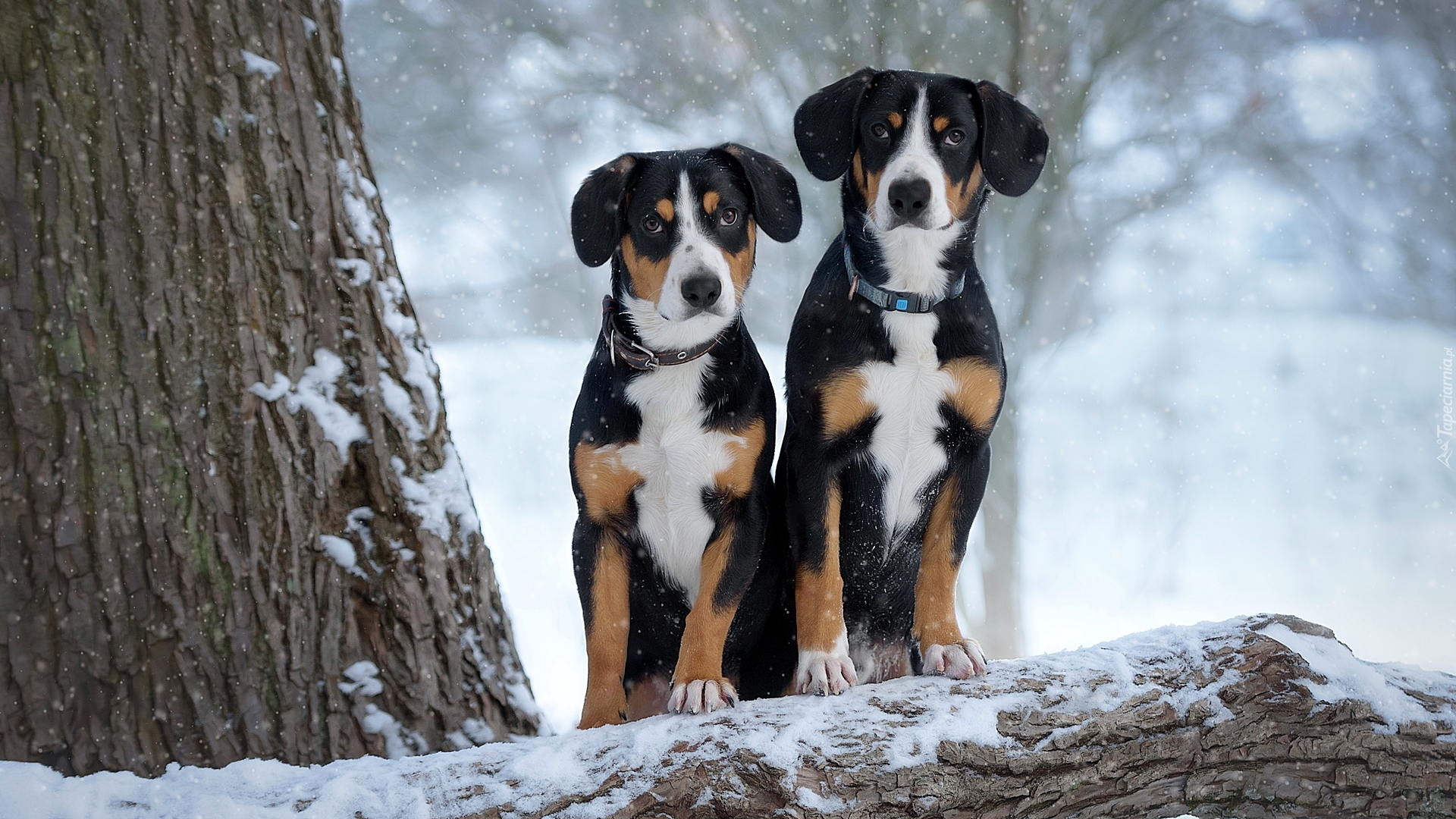 Dwa, Psy, Entlebucher, Drzewa, Zima