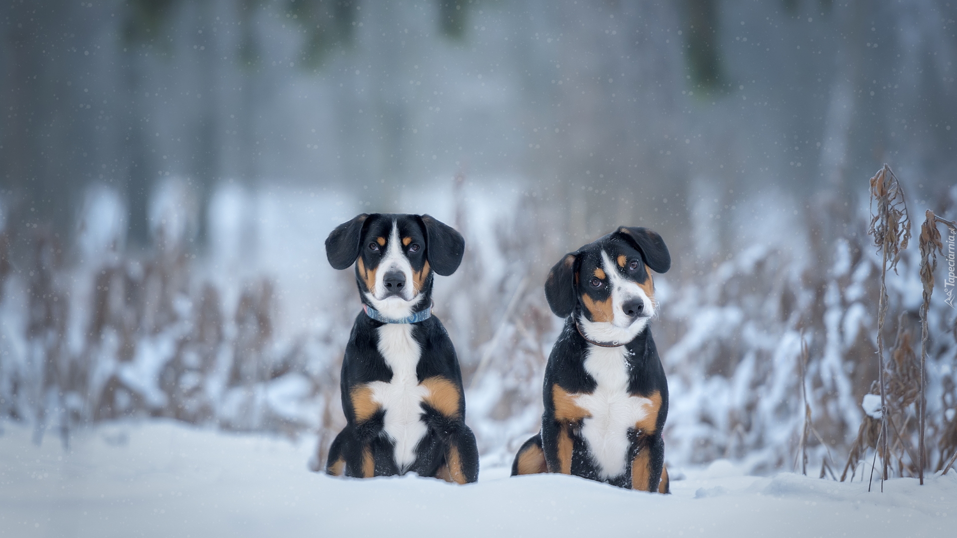 Dwa, Psy, Entlebucher, Zima