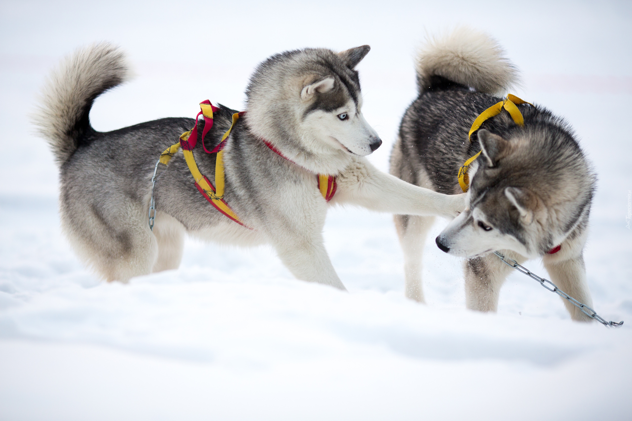 Psy, Siberian husky, Zabawa