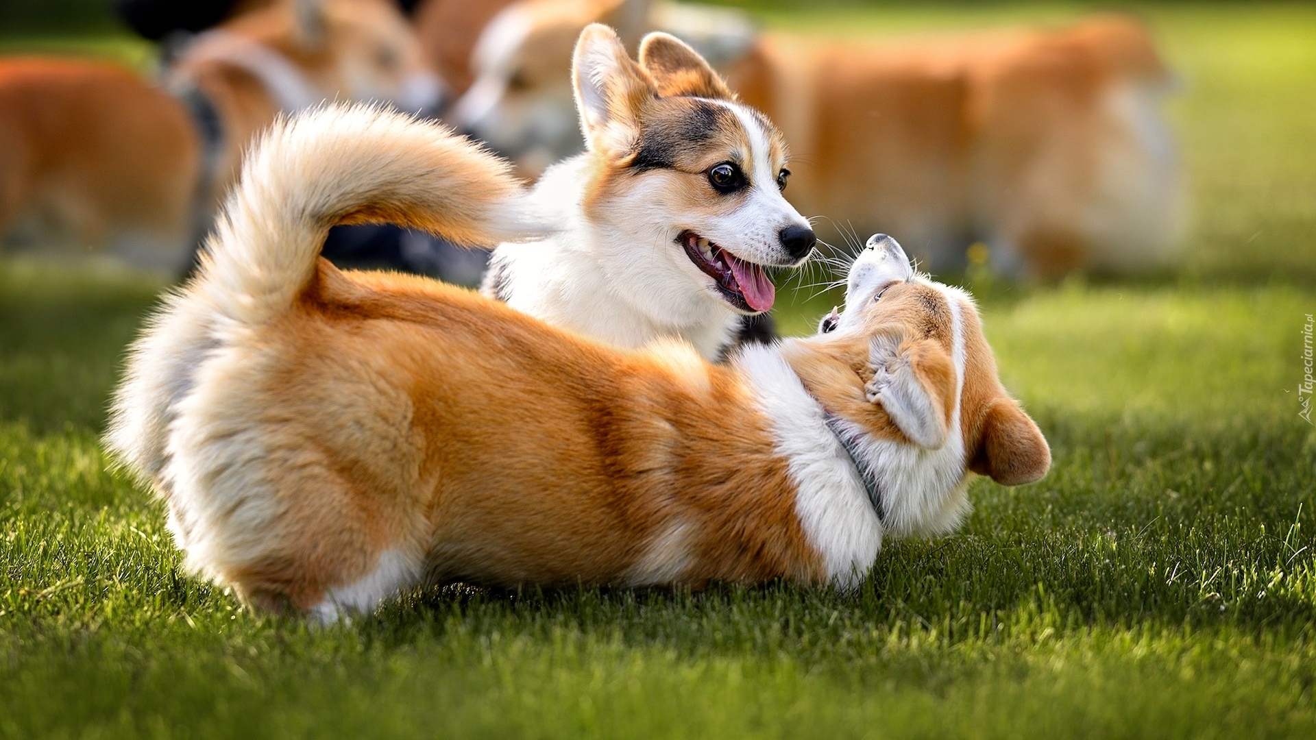 Dwa, Psy, Zabawa, Welsh corgi cardigan