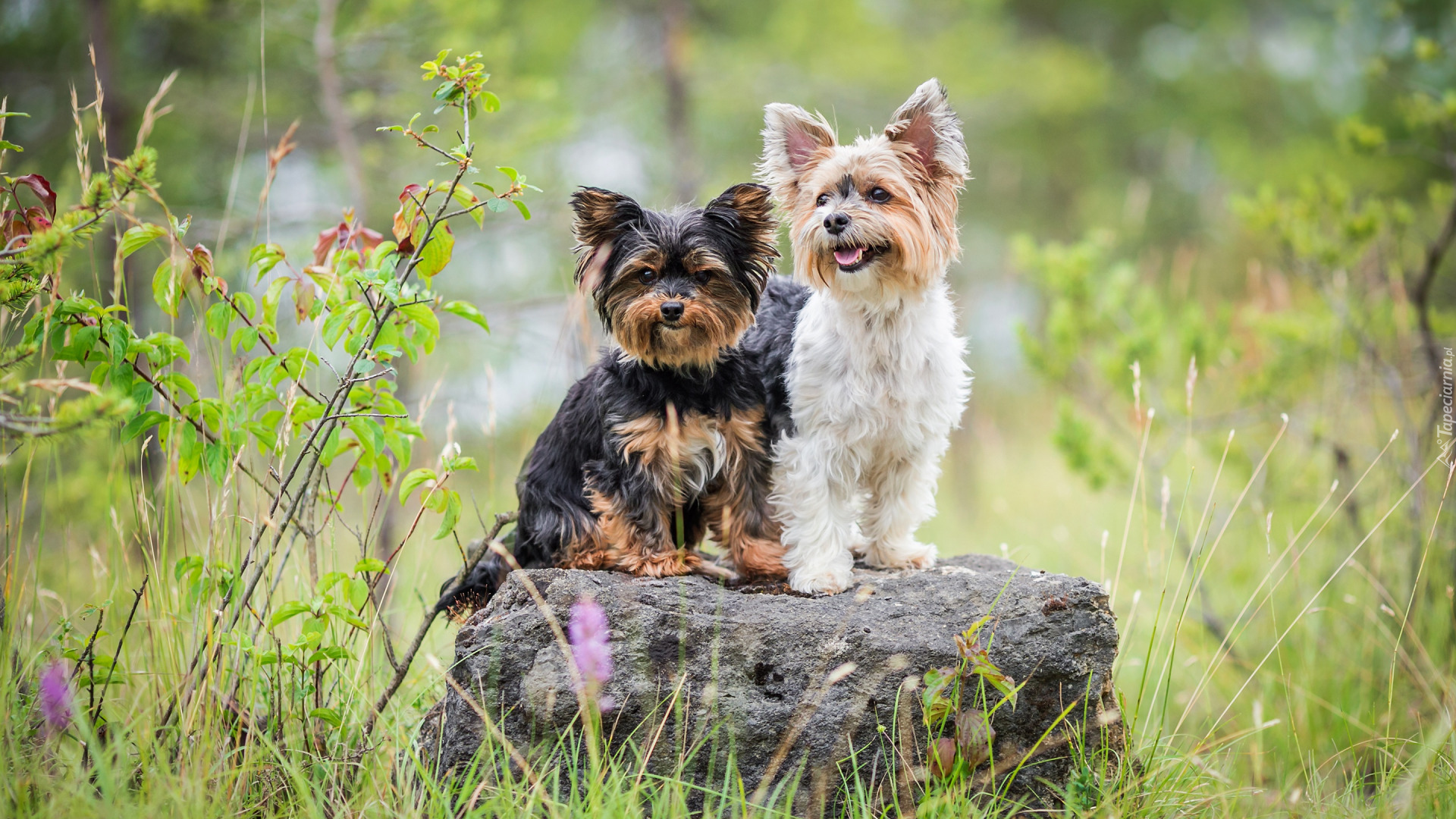 Dwa, Psy, Yorkshire terrier, Kamień