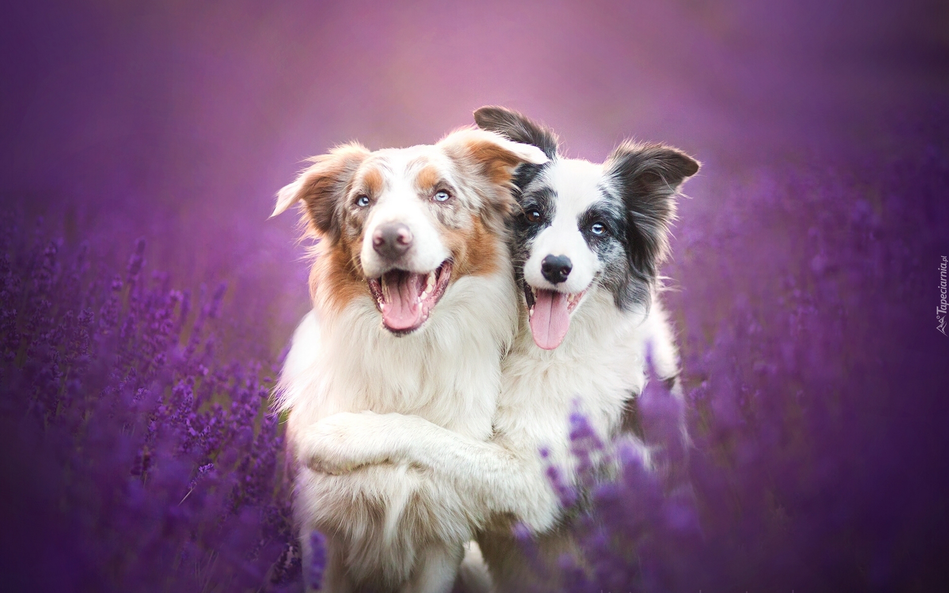 Border collie, Lavenda