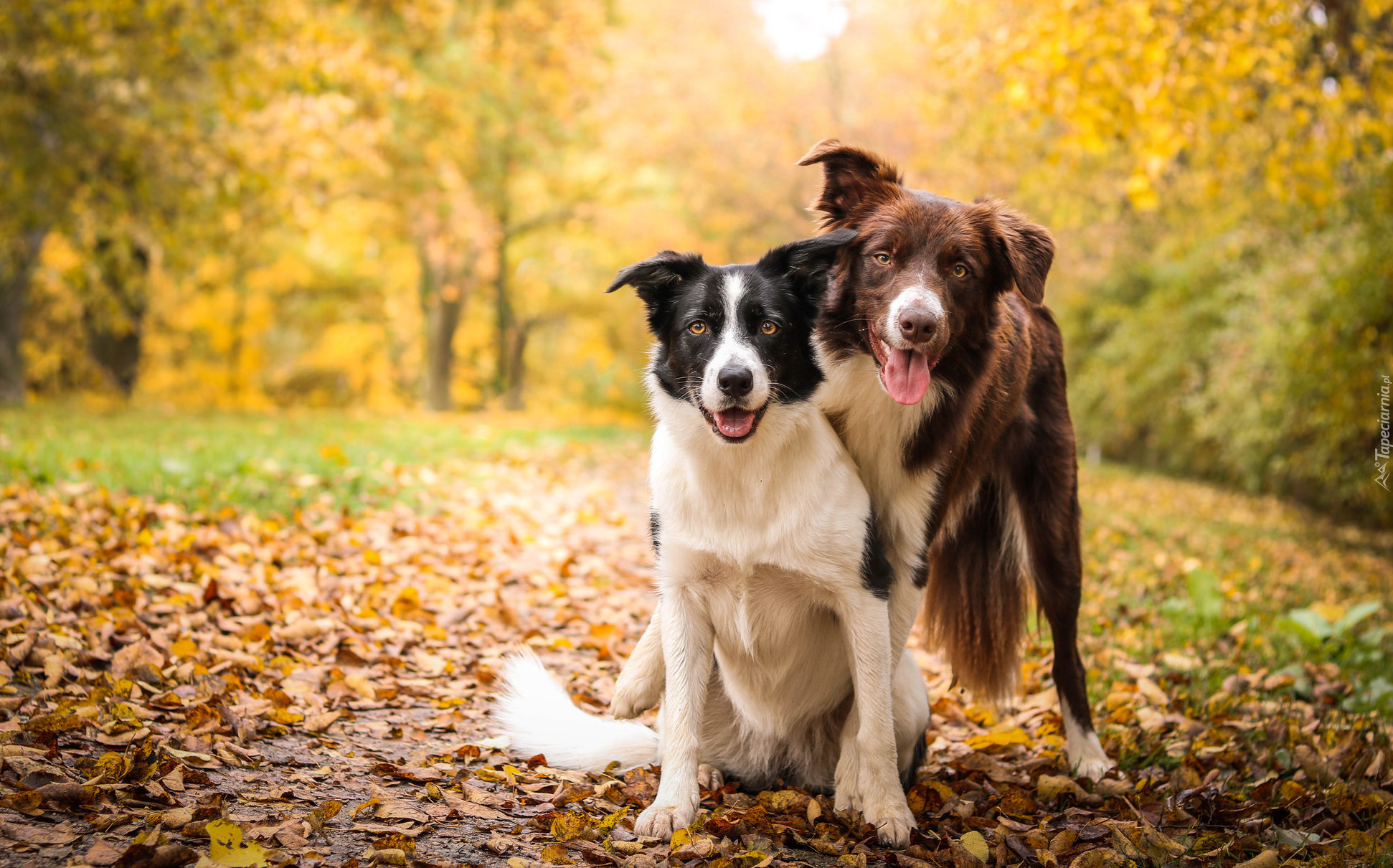 Dwa, Psy, Border collie, Polana, Liście, Drzewa, Krzewy