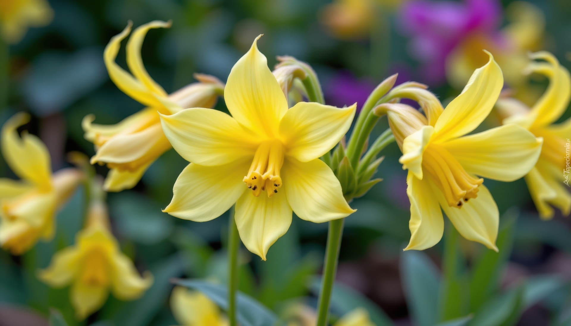 Rozkwitnięte, Żółte, Kwiaty, Zbliżenie