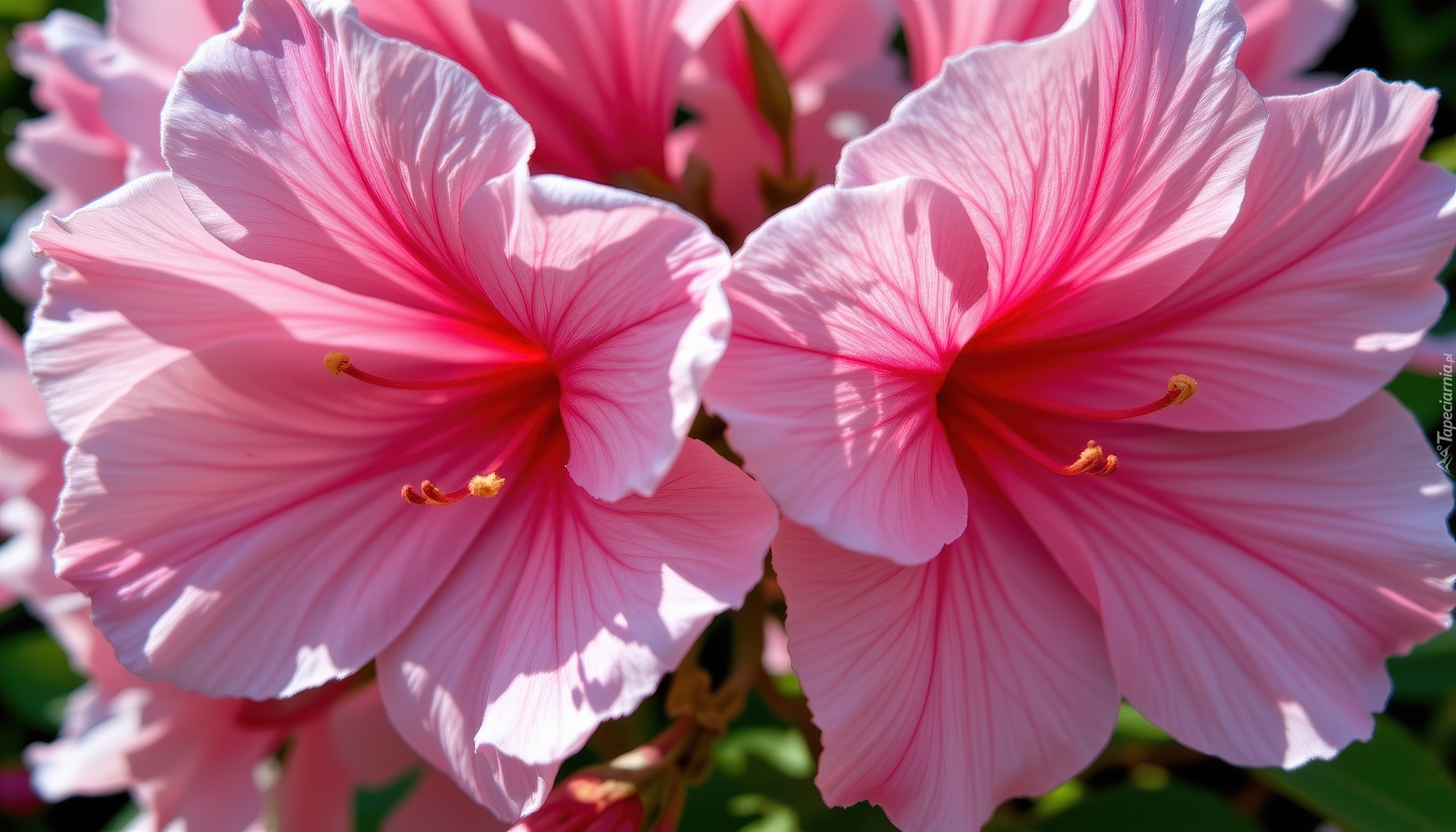 Różowe, Kwiaty, Azalia, Zbliżenie