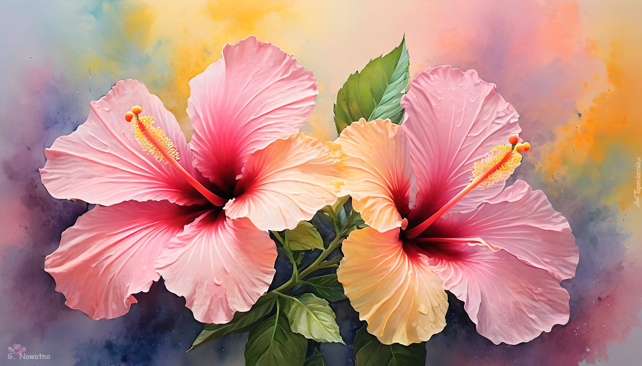 Różowe, Kwiaty, Hibiskus, Grafika