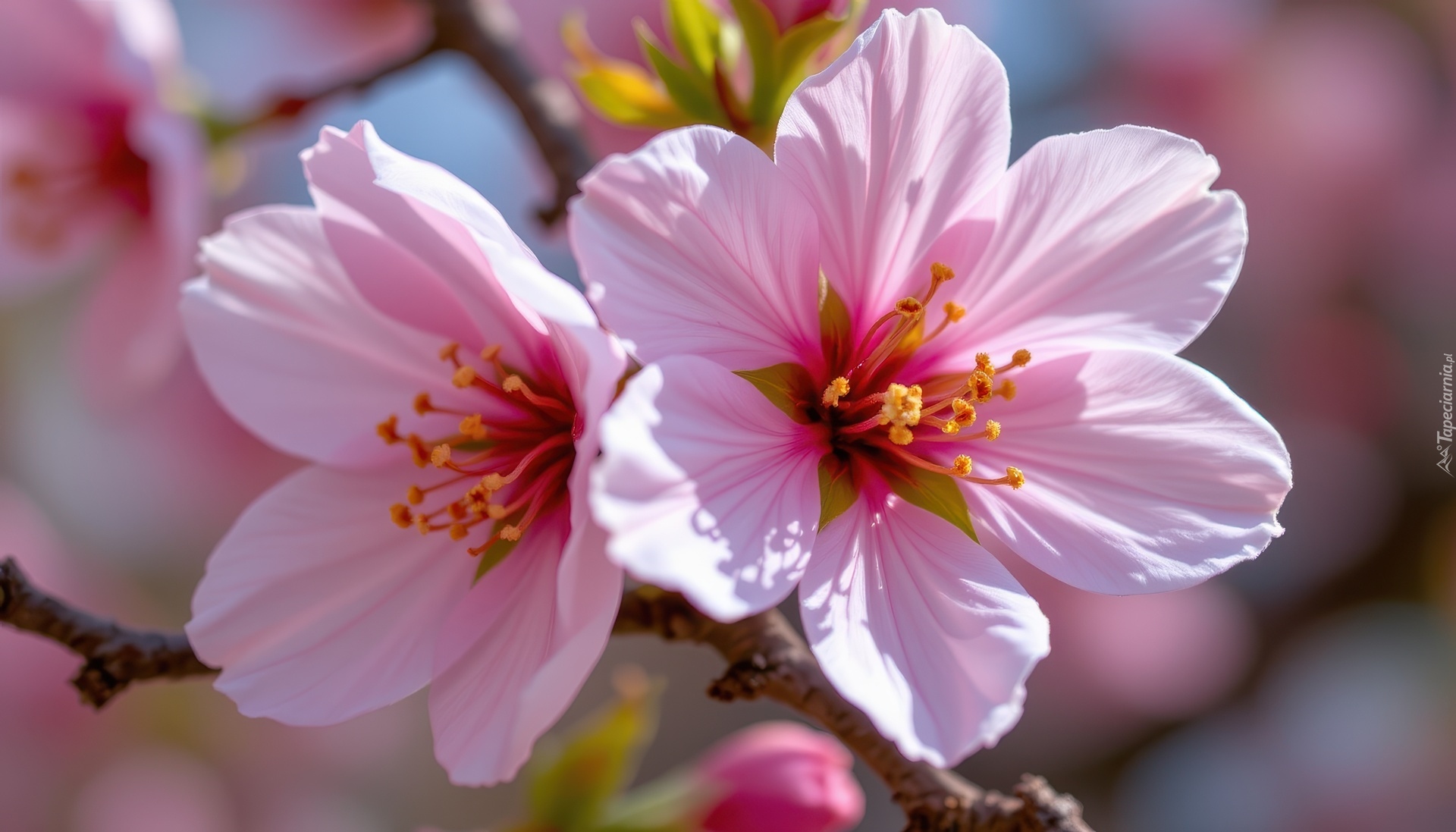 Kwiaty, Różowe, Gałązka, Grafika AI