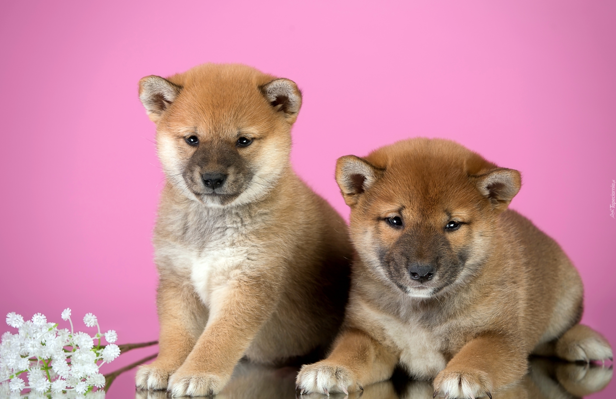 Szczeniaki, Shiba inu