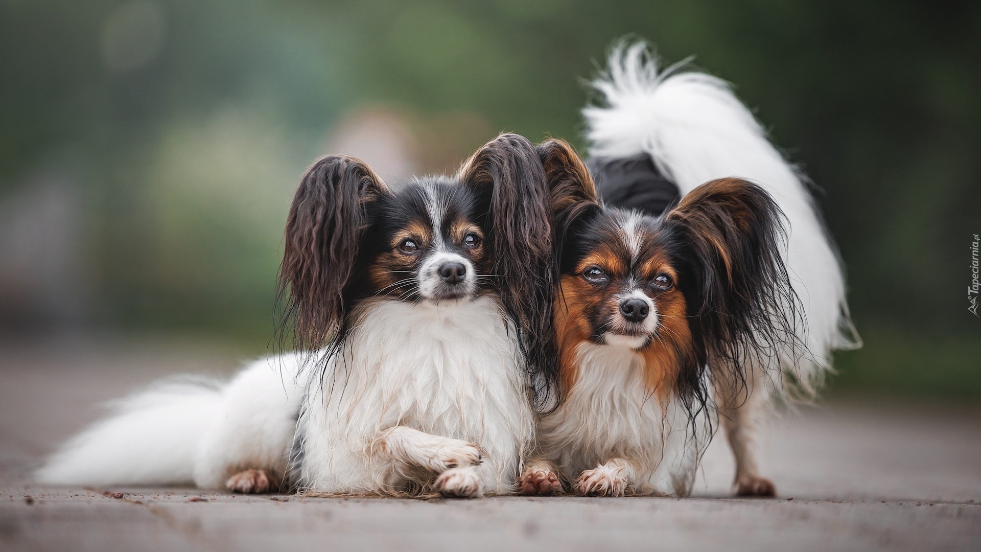 Dwa, Psy, Spaniele kontynentalne miniaturowe Papillon