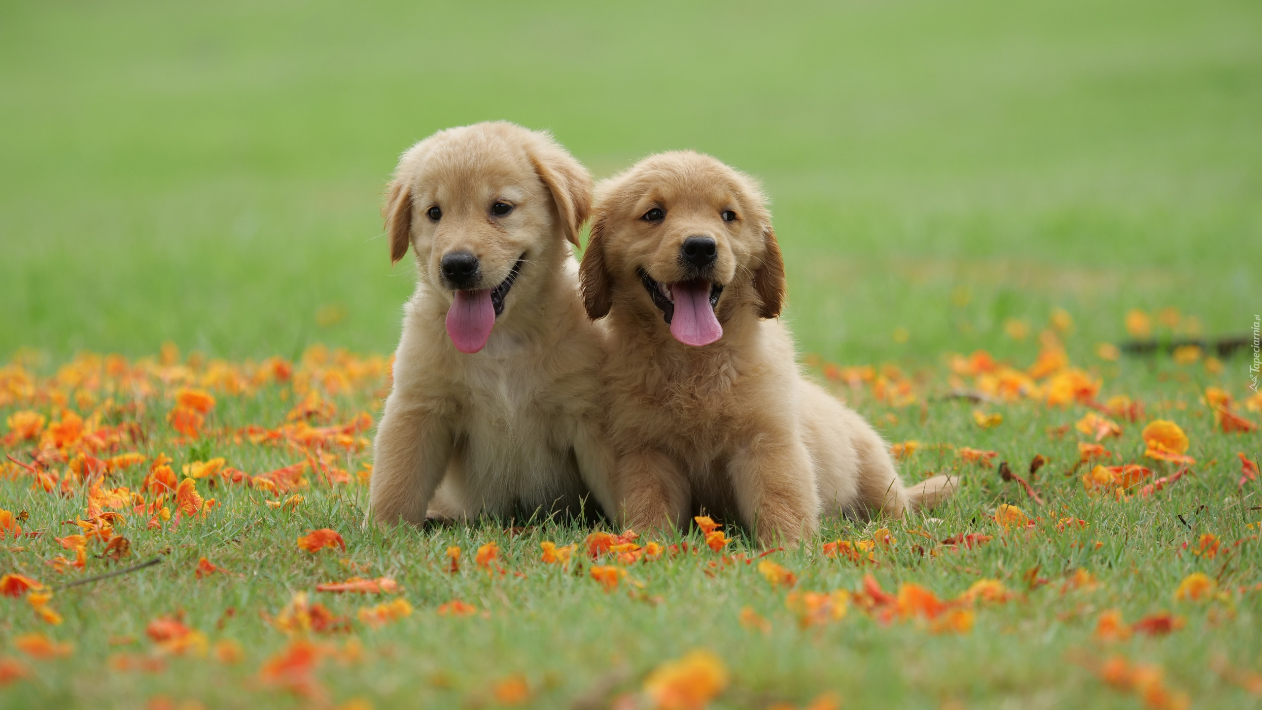 Dwa, Szczeniaki, Golden retriever, Łąka, Liście