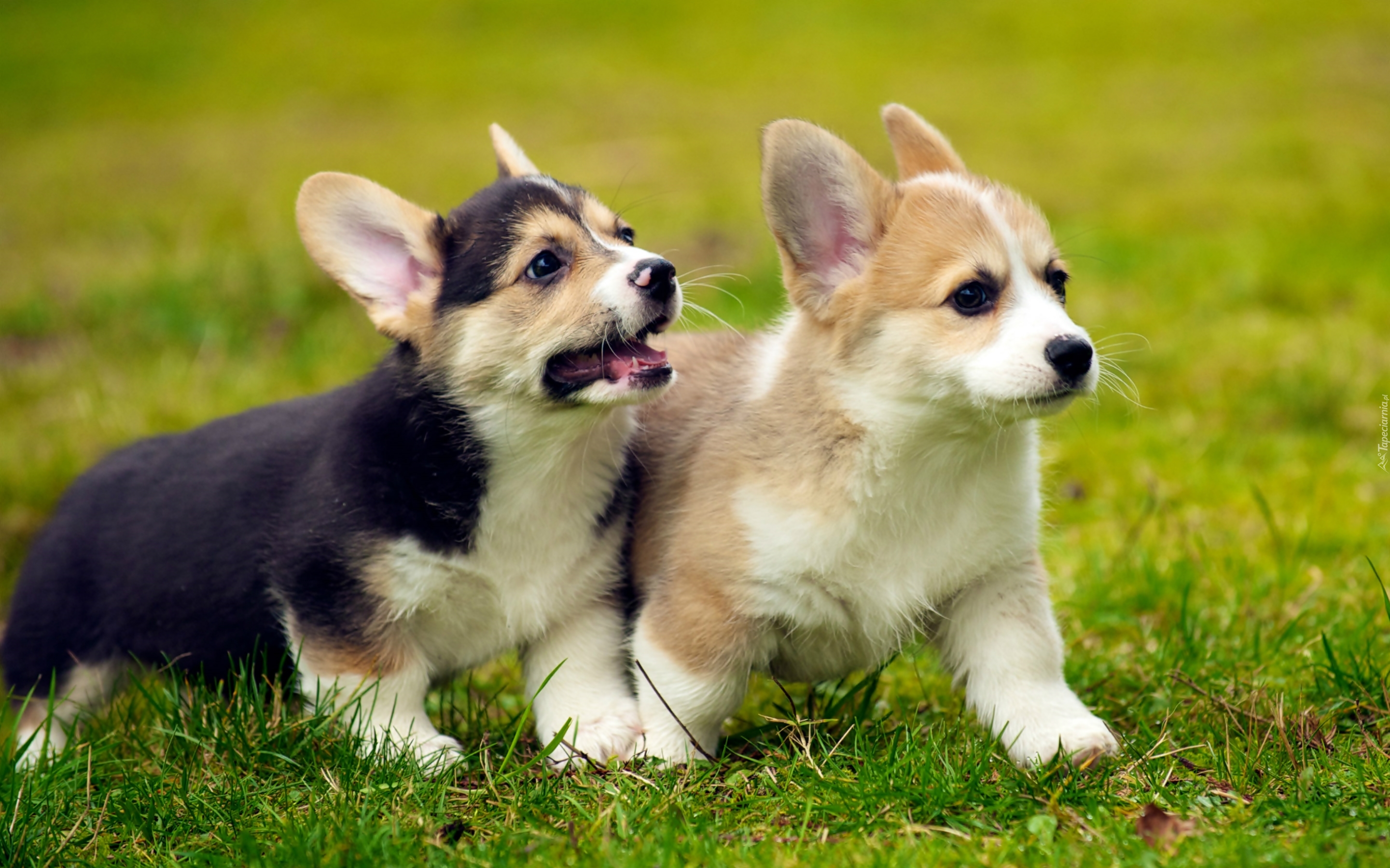 Szczeniaki, Welsh corgi, Zabawa