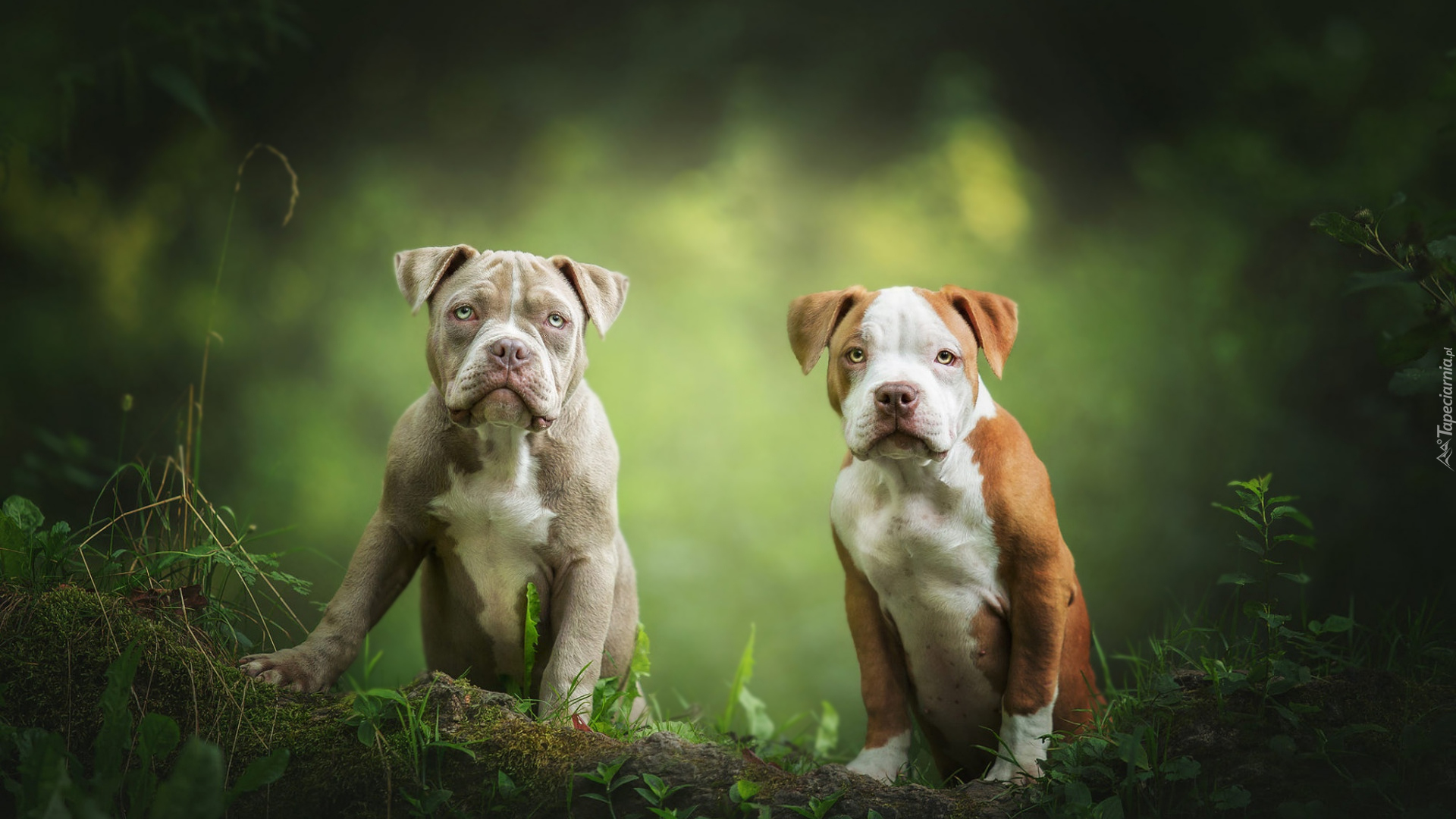 Amerykański pitbullterier, American Pit Bull Terrier, Dwa, Szczeniaki