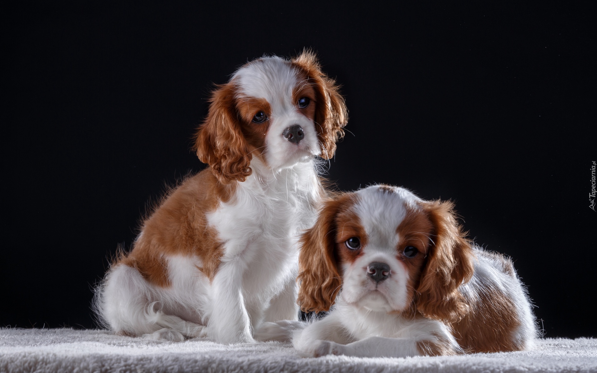 Dwa, Szczeniaki, Cavalier King Charles spaniele