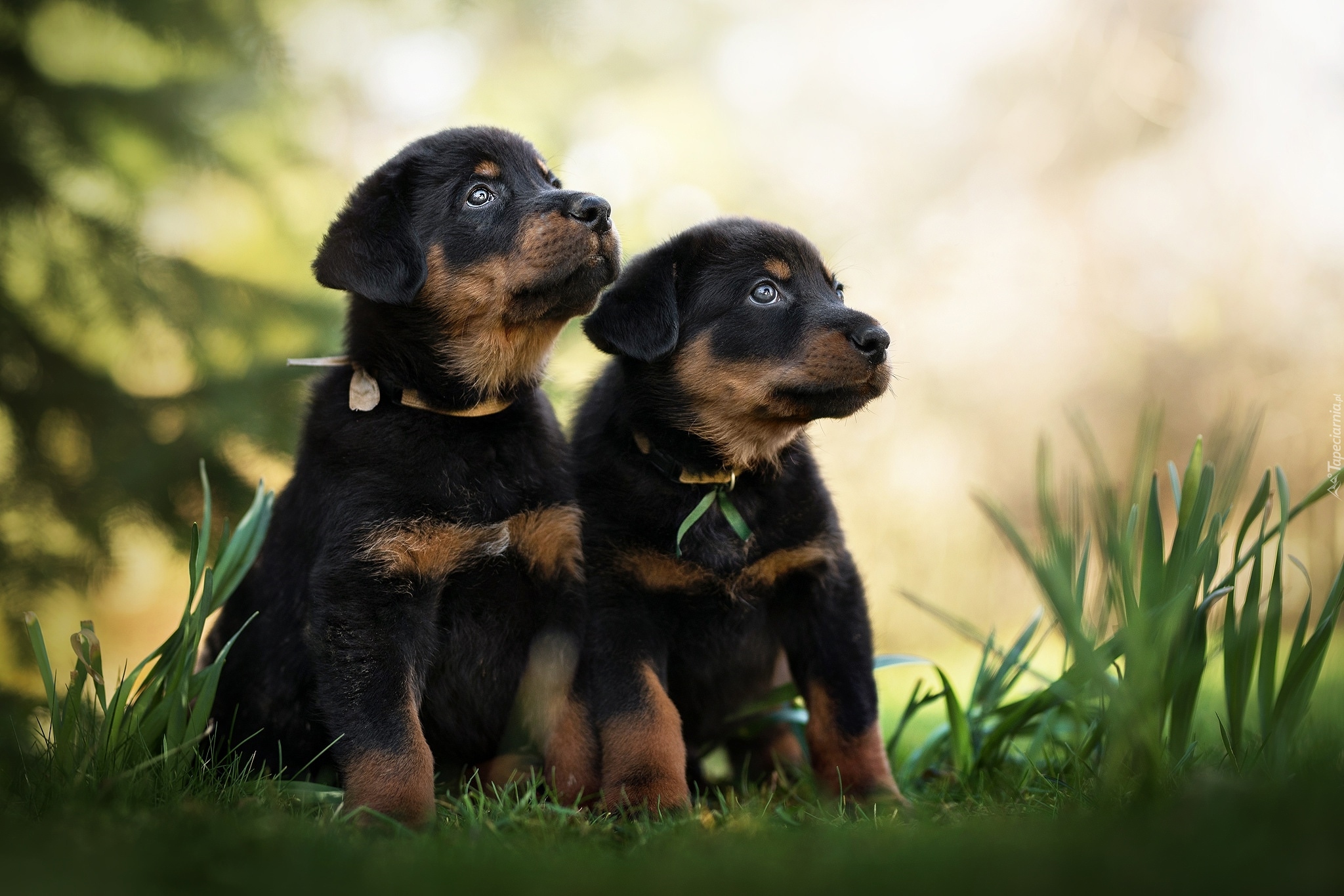 Dwa, Szczeniaki, Owczarki francuskie Beauceron, Trawa