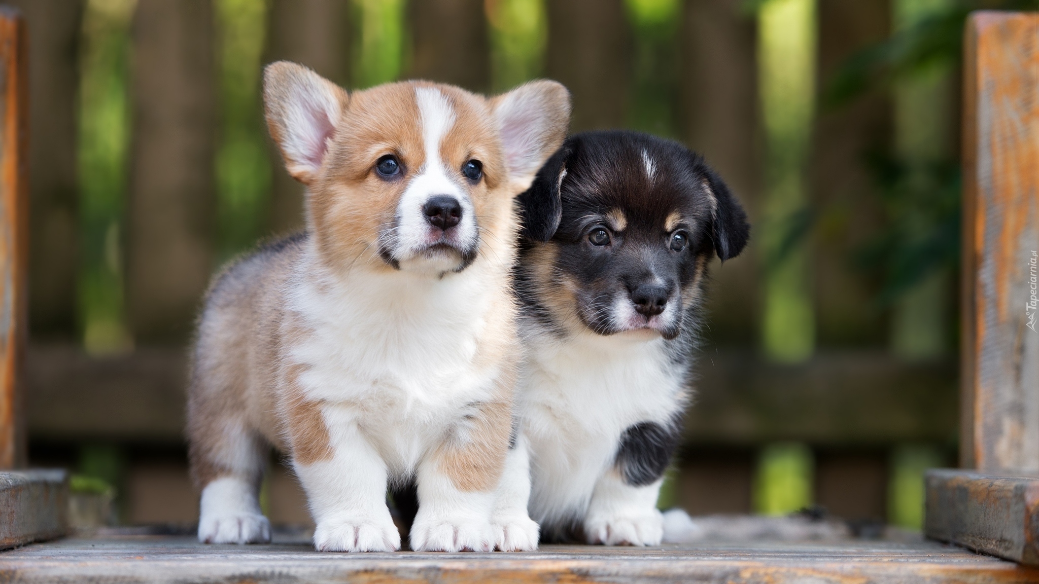 Dwa, Psy, Szczeniaki, Welsh corgi pembroke, Welsh corgi cardigan