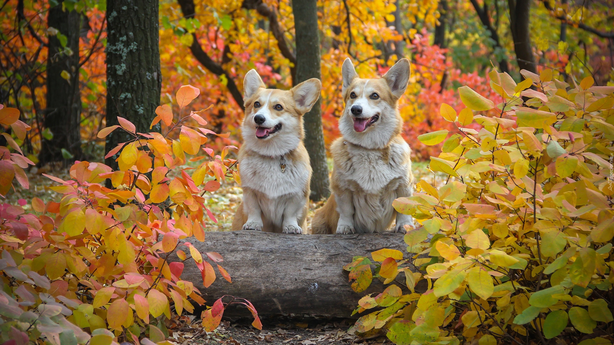 Dwa, Psy, Welsh corgi pembroke, Las, Liście, Jesień