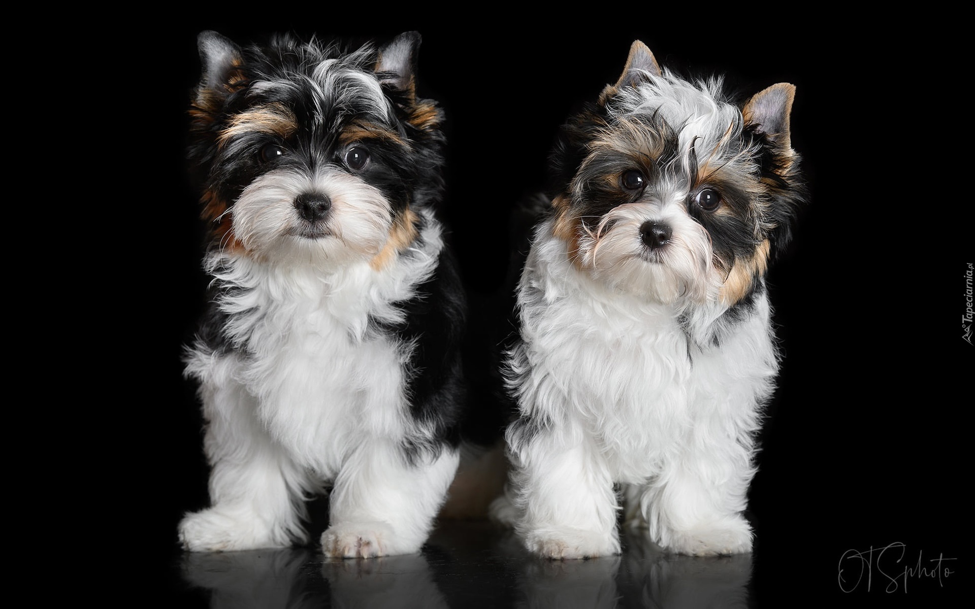 Dwa, Psy, Yorkshire terrier biewer, Czarne, Tło